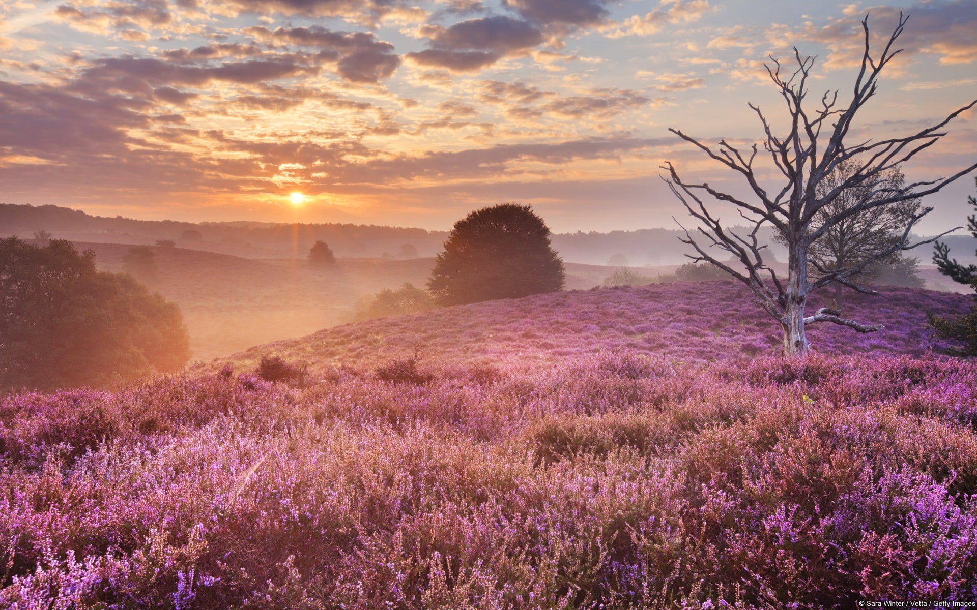 dutch, tranquil scene, sunset, mist, environment, beauty in nature, heather, flowers, 1080P, scenics - nature, sun, tranquility, land, no people, HD Wallpaper