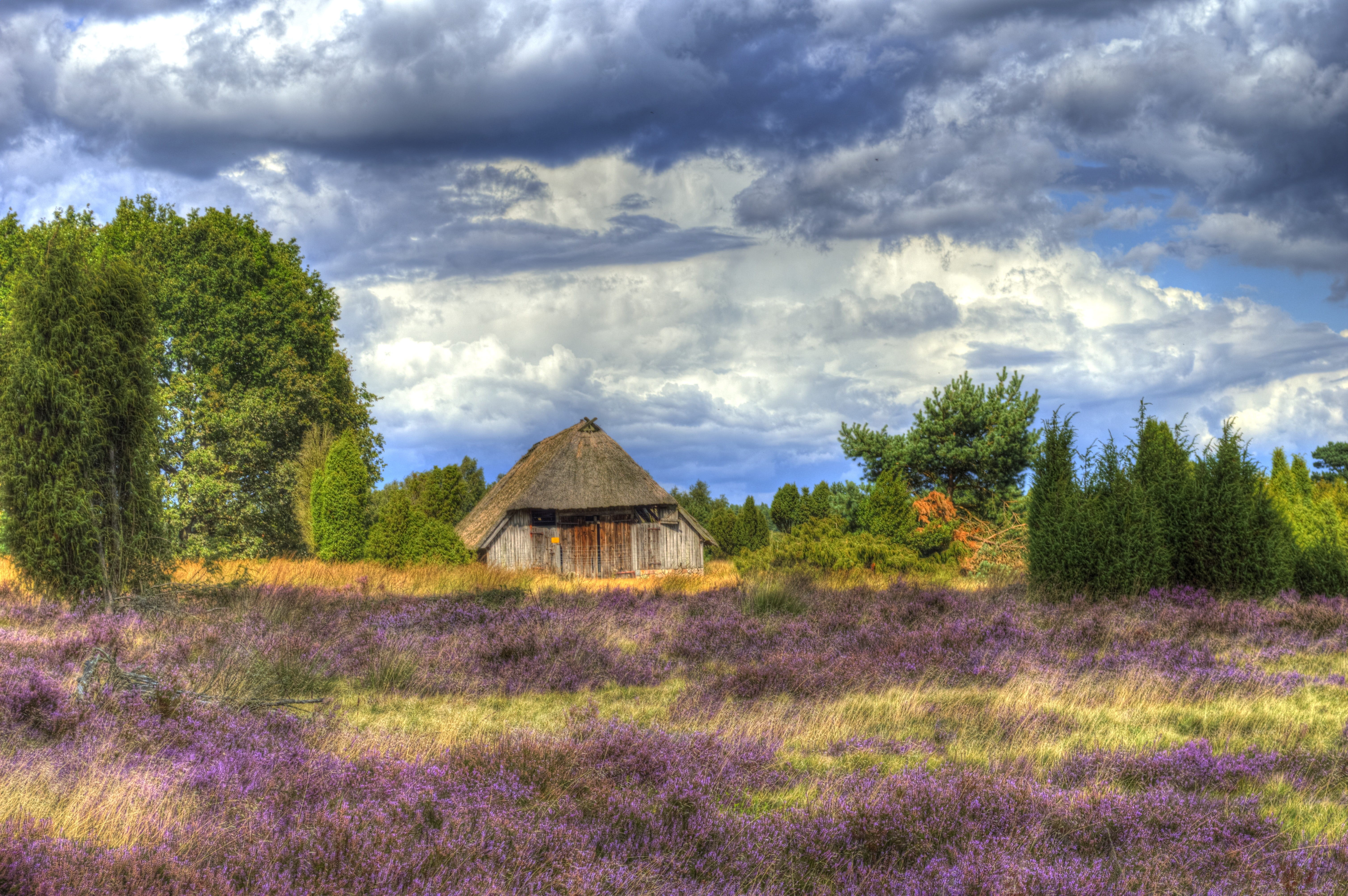 schneverdingen, no people, cottage, cloud - sky, tree, field, landscape, built structure, environment, wilsede, 5K, day, beauty in nature, lüneburg heath, HD Wallpaper