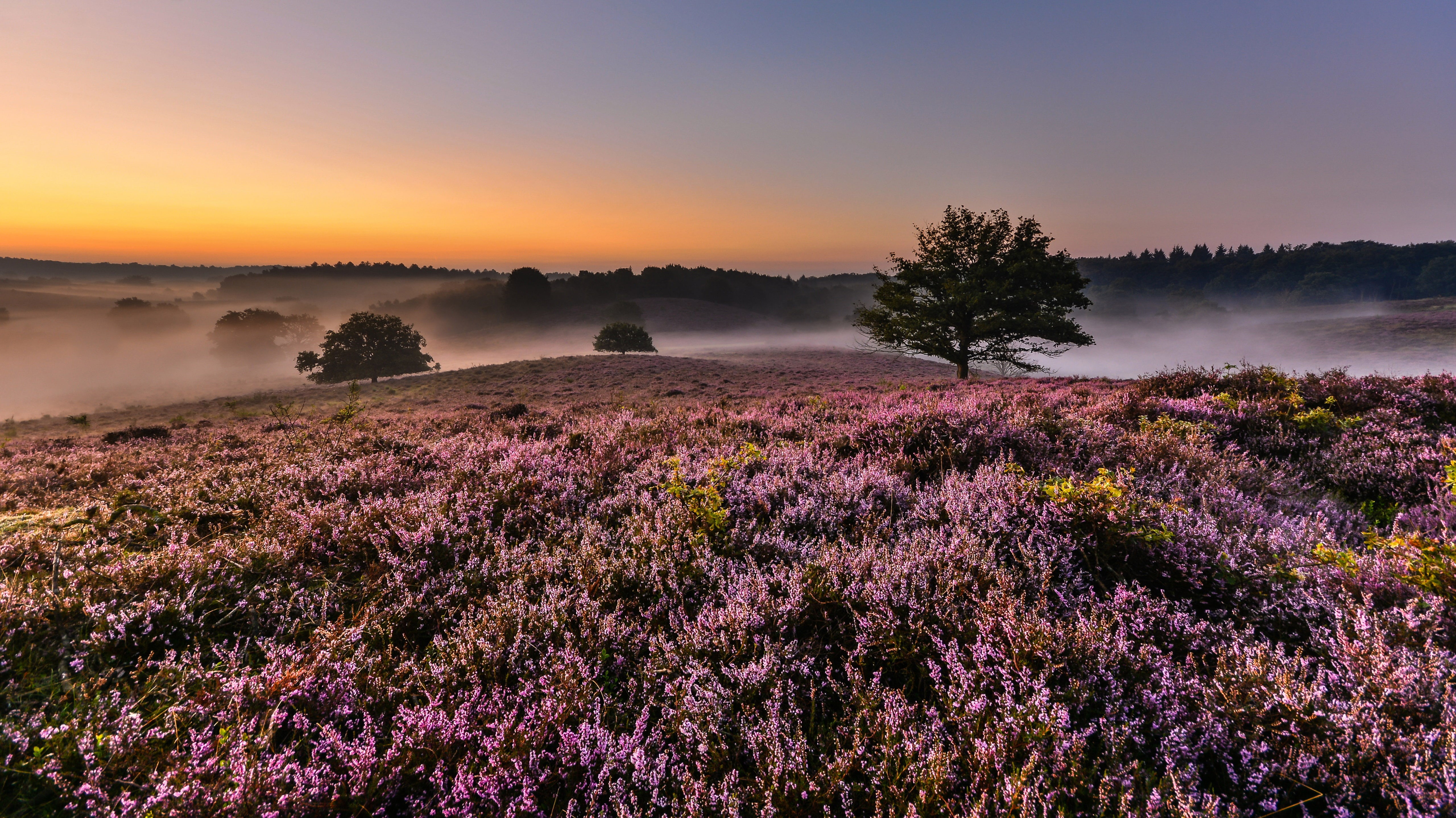 heather, idyllic, sun, flower, tree, landscape, plant, fog, netherlands, sky, flowers, bloom, land, tranquility, nature, sunrise, sunset, veluwe, beauty in nature, HD Wallpaper