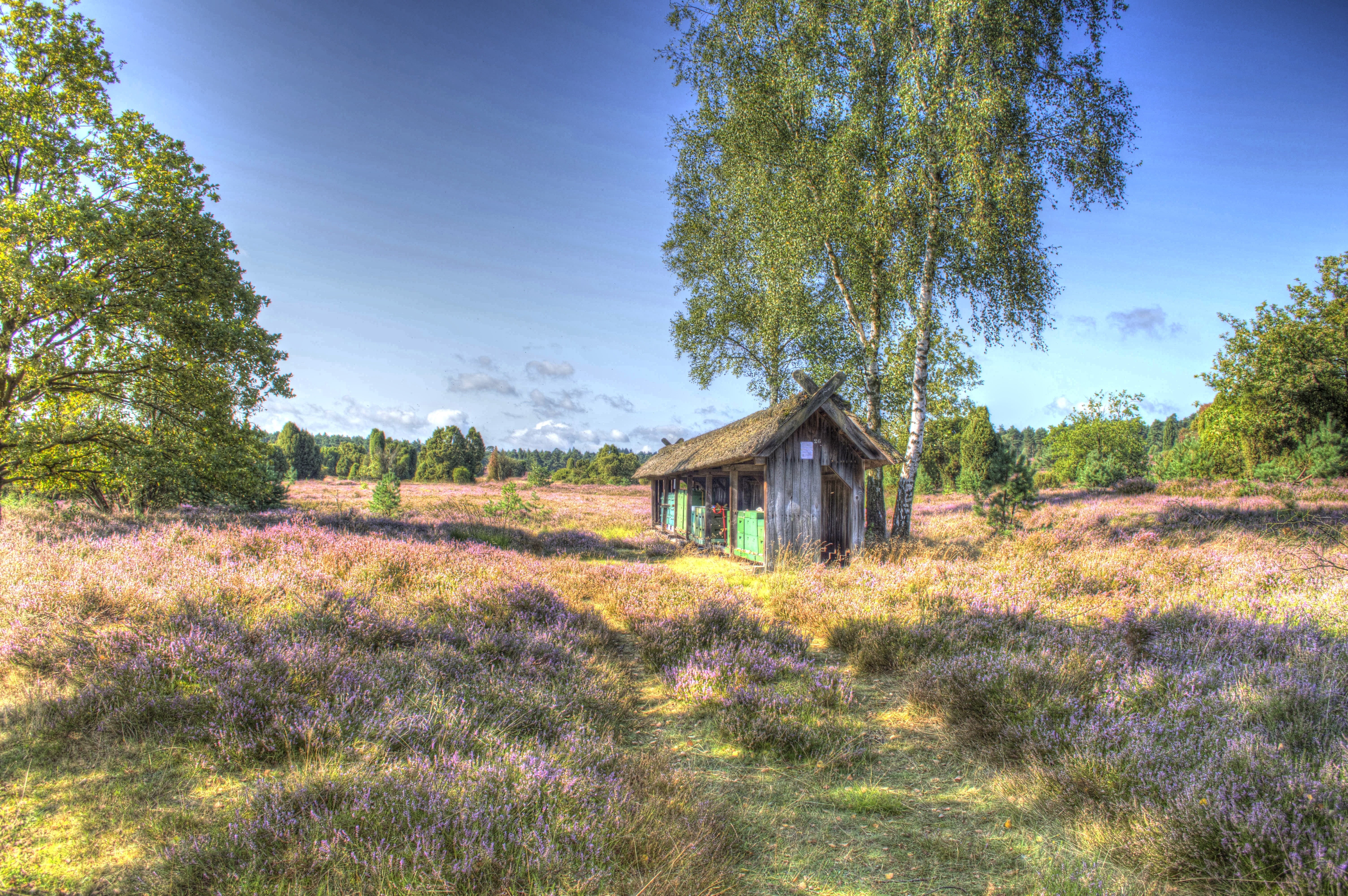 wilsede mountain, field, lüneburg, abandoned, built structure, landscape, day, growth, building, sky, heide, outdoors, tranquility, plant, tree, no people, HD Wallpaper