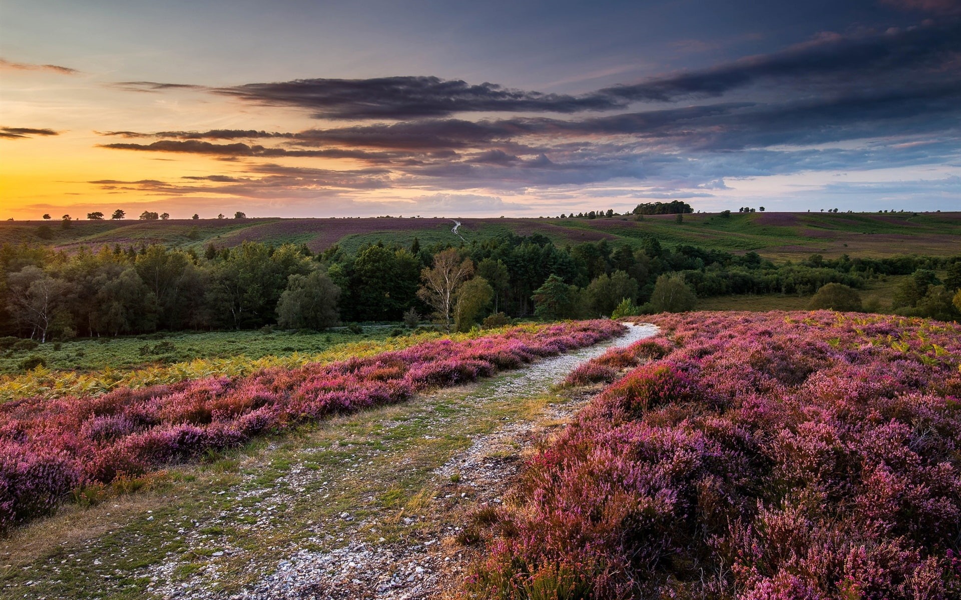 1080P, England, Hills, Sunset, Flowers, Heather, Sky, Trees, Clouds, HD Wallpaper