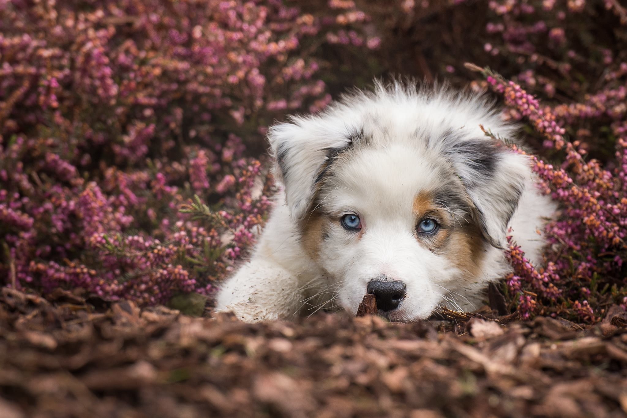 blue eyes, look, Heather, dog, Australian shepherd, face, puppy, doggie, 1080P, HD Wallpaper