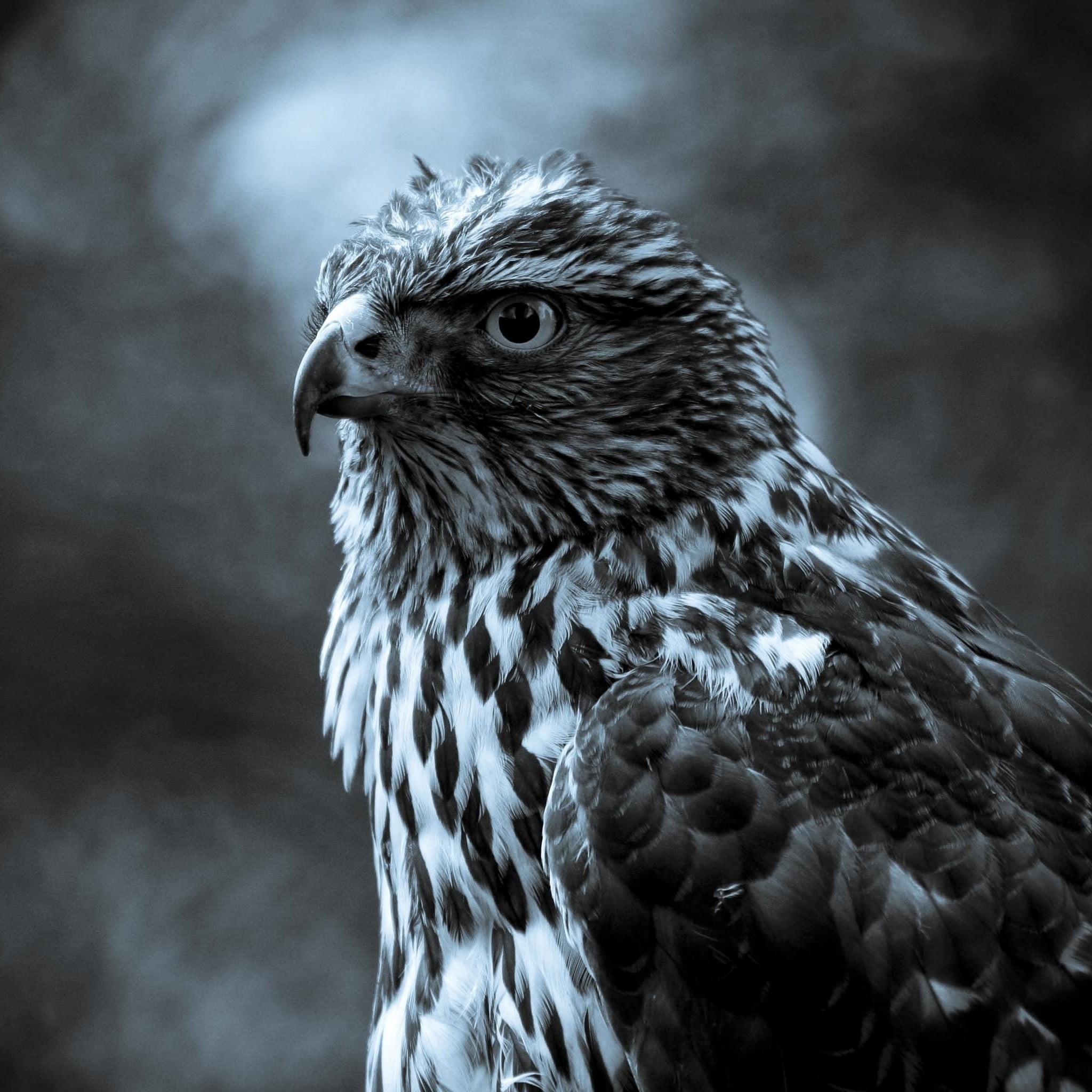 day, 1080P, scale, vertebrate, profile view, birds, hawk - bird, photography, ominous, animal wildlife, close-up, gray, looking, animal themes, focus on foreground, Phone HD Wallpaper