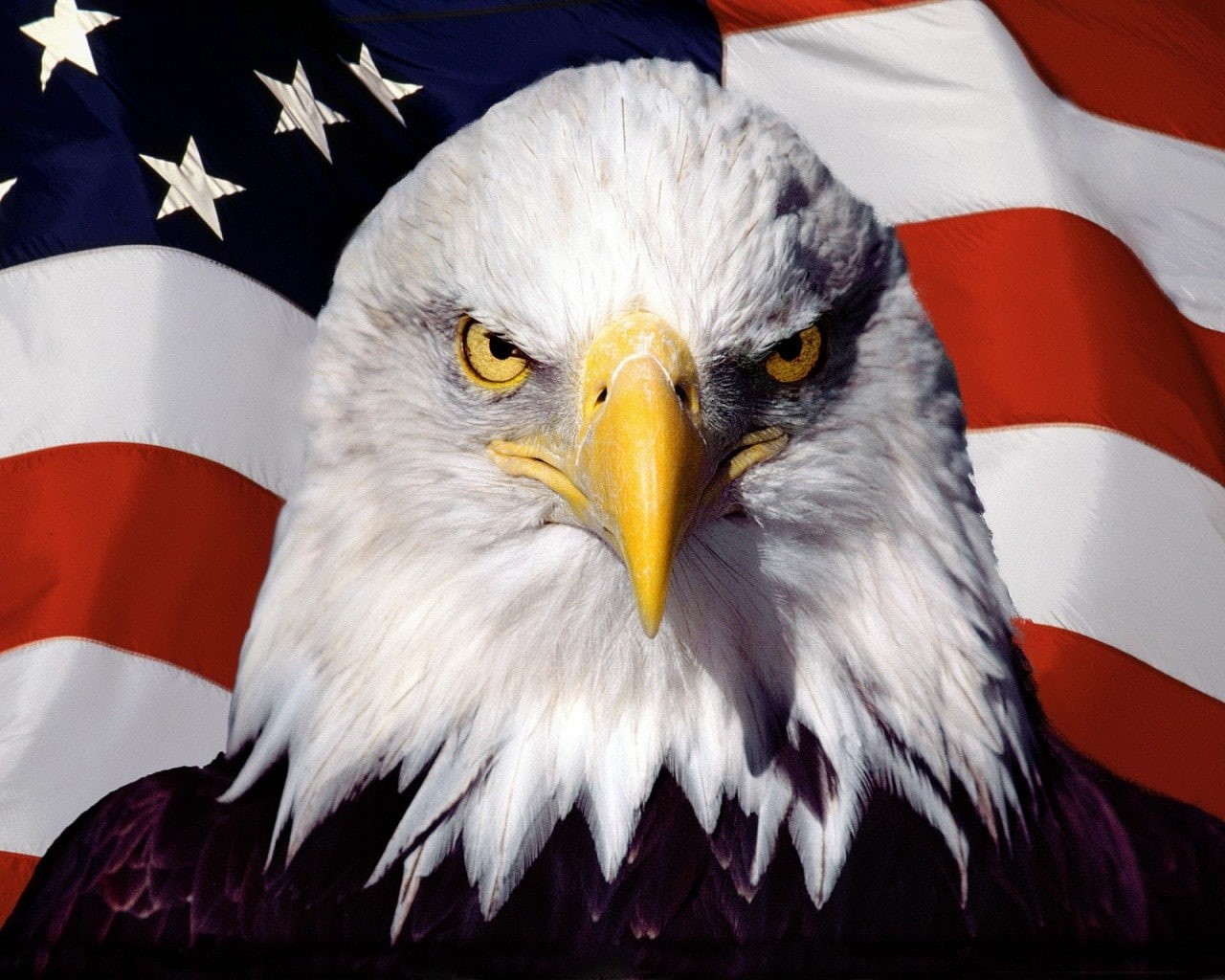 eagle, 720P, American flag, HD Wallpaper