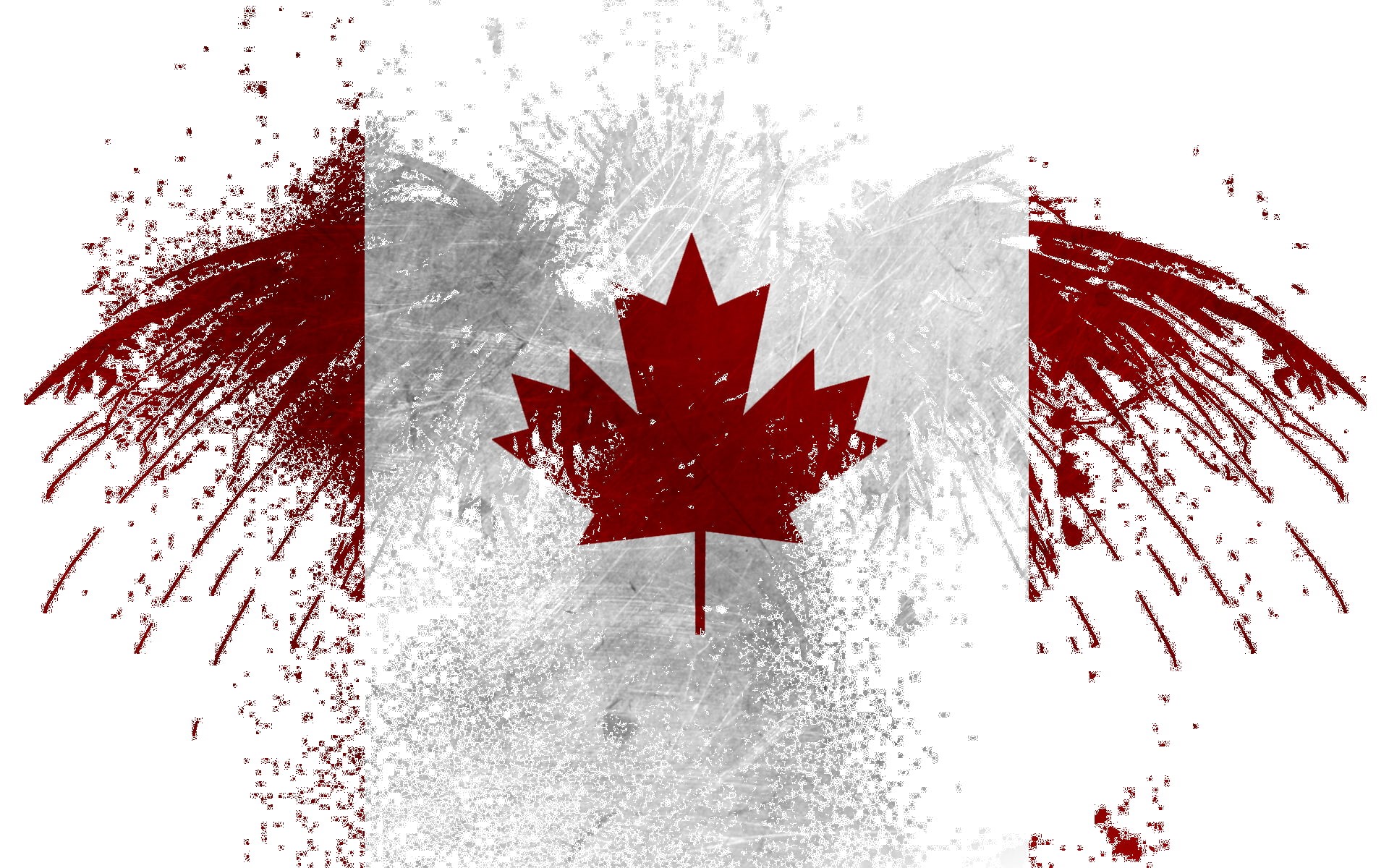 leaf, plant part, white, flag, star shape, 1080P, white color, shape, eagle, winter, paint splatter, nature, patriotism, close-up, tree, cold temperature, HD Wallpaper