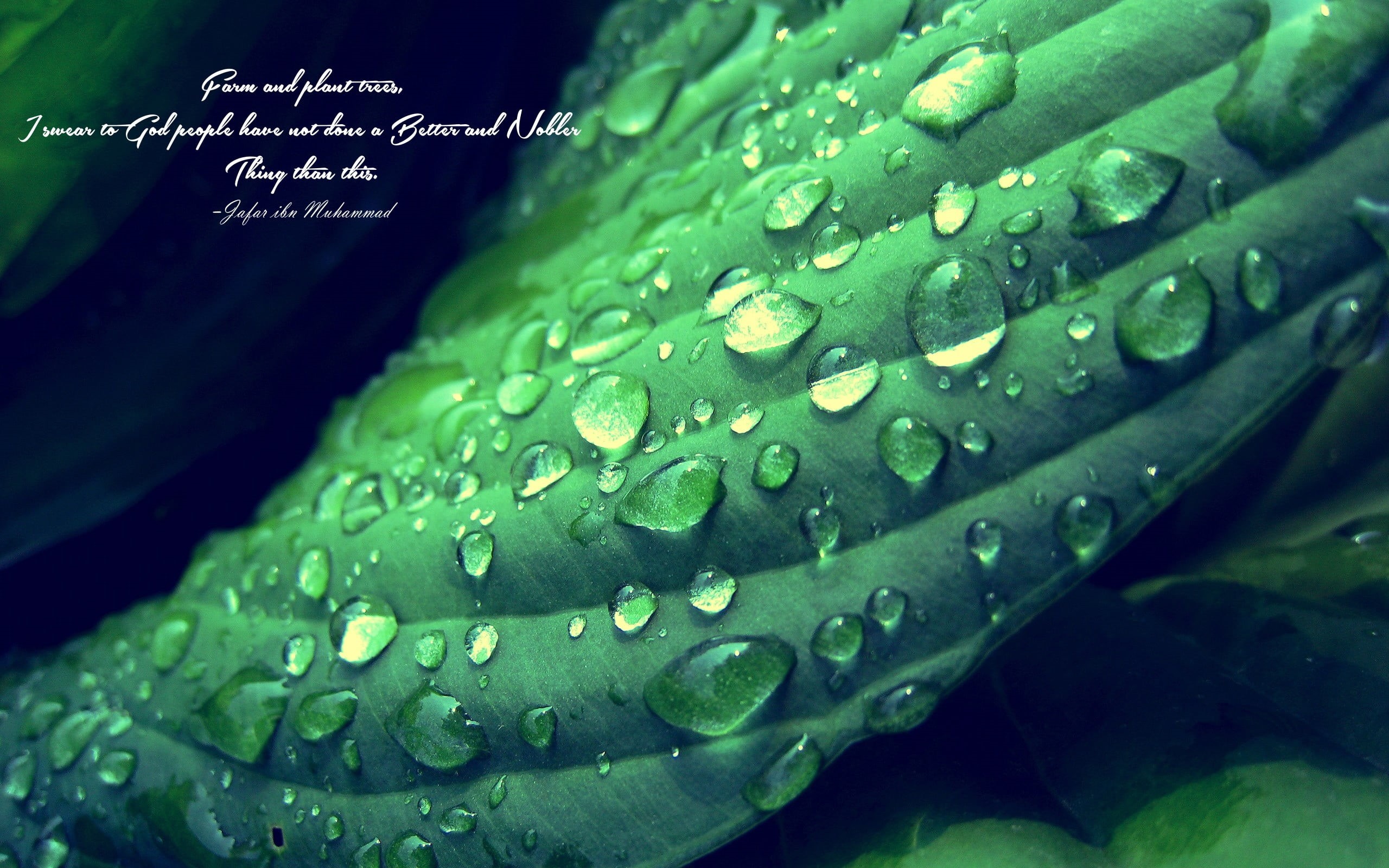 green color, outdoors, water, close-up, nature, illustration, leafed, plant, animals in the wild, wet, raindrop, water drops, beauty in nature, leaves, HD Wallpaper