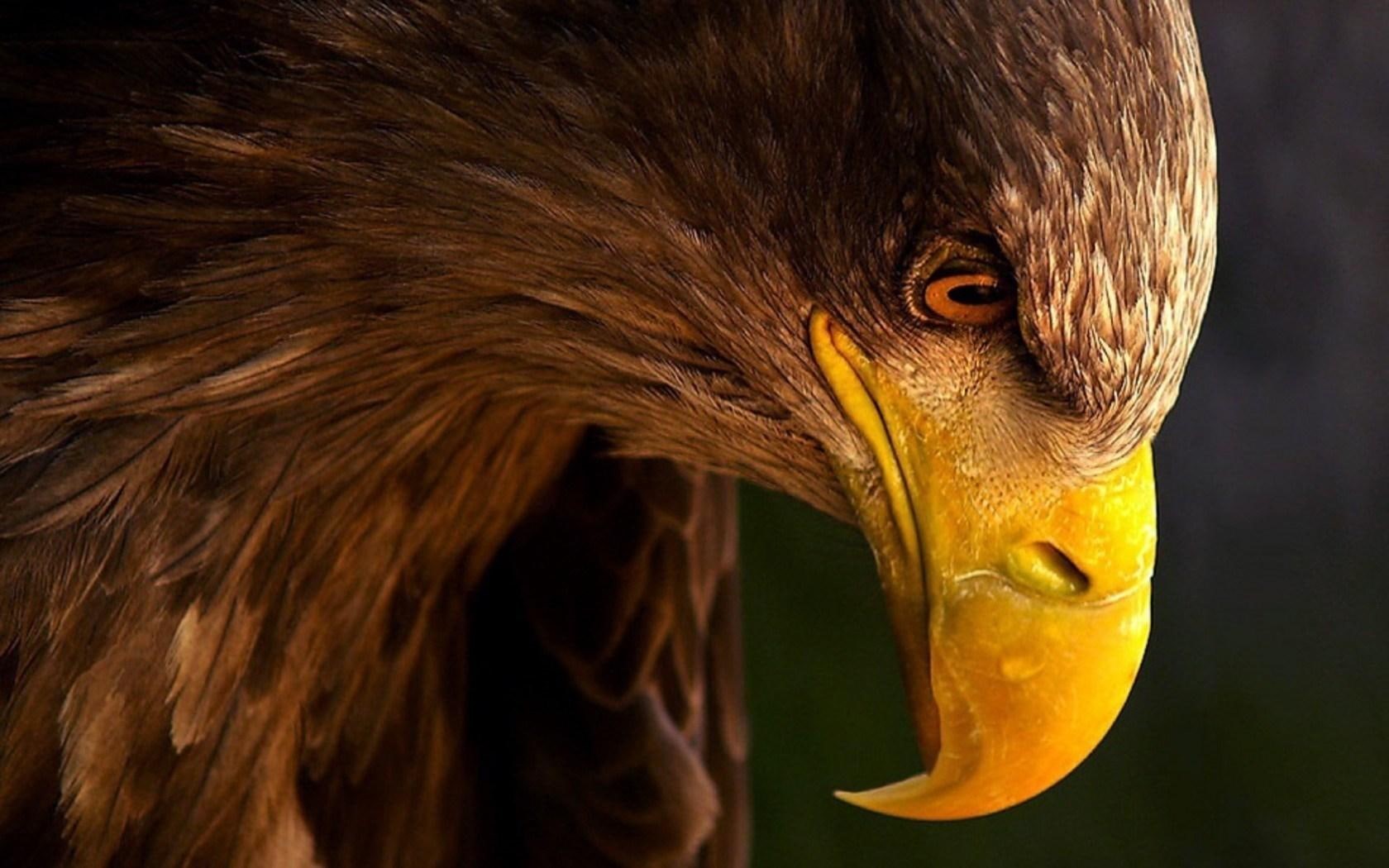 bird, beak, eagle, 720P, profile, HD Wallpaper