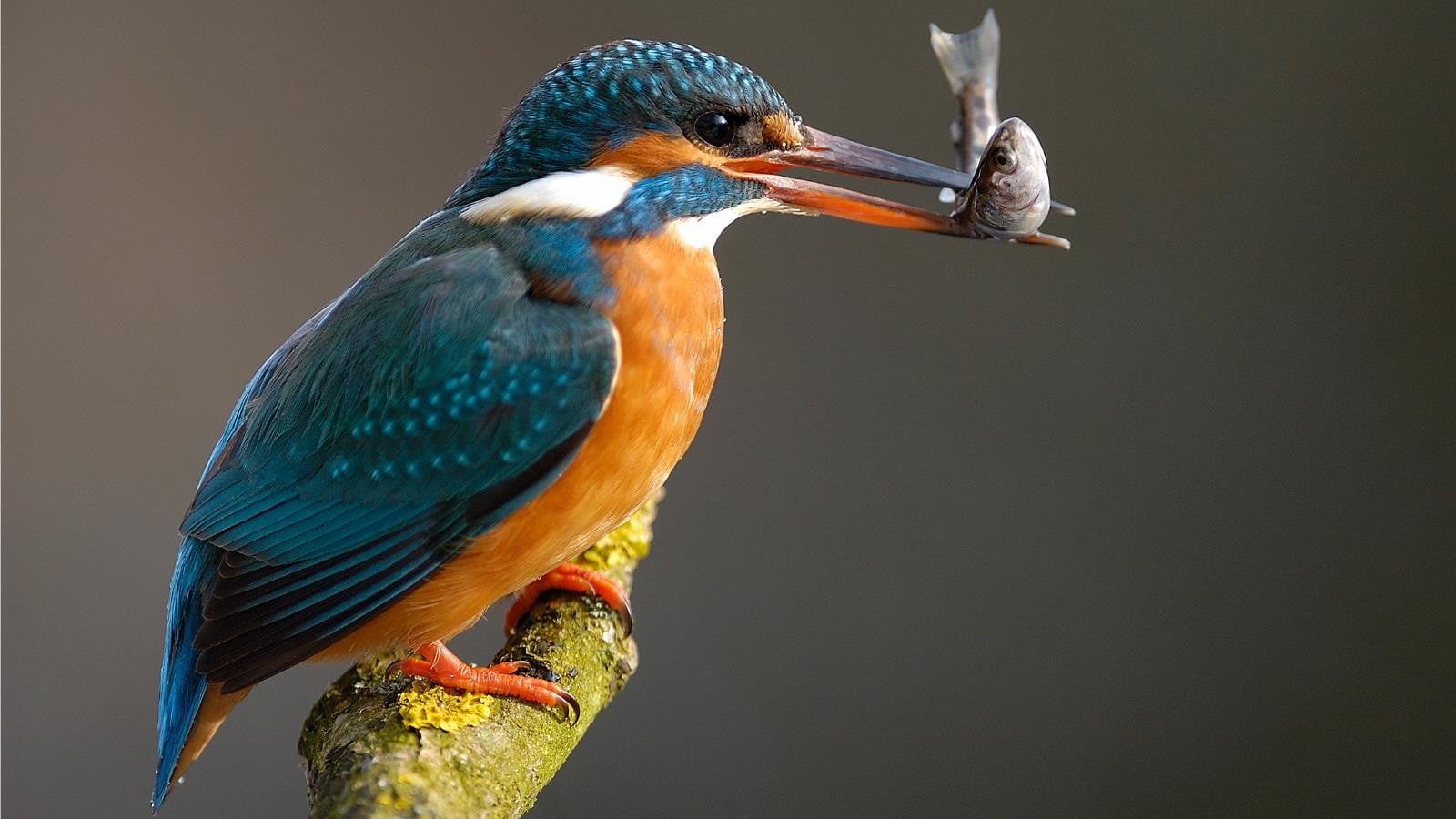day, no people, birds, focus on foreground, beak, animal wildlife, animal, side view, animals in the wild, profile view, beauty in nature, mouth open, orange, HD Wallpaper