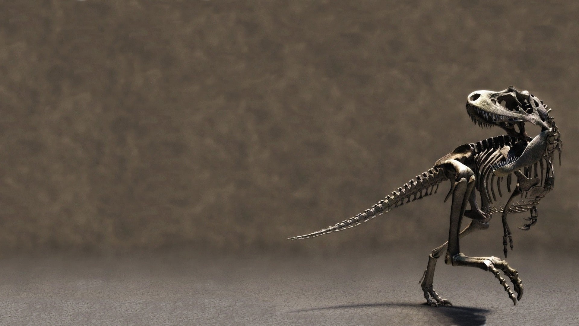 gray, copy space, studio shot, colored background, metal, animal body part, skeleton, no people, 1080P, dinosaurs, indoors, focus on foreground, animal wildlife, HD Wallpaper