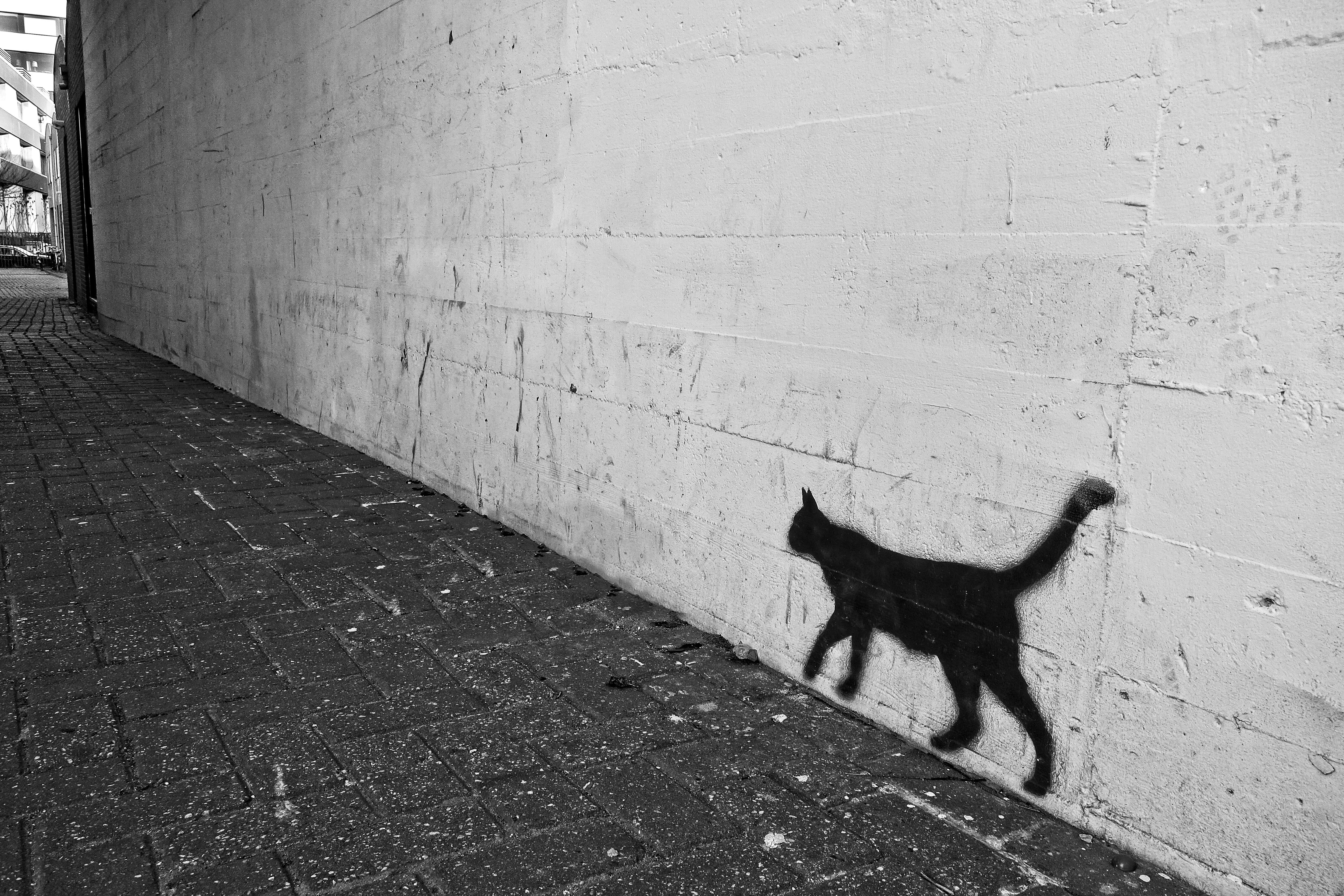 drawing, paving stone, animal, domestic cat, culture, graffiti, paint, spray, art, one animal, vandalism, feline, outdoors, domestic, street art, city, HD Wallpaper