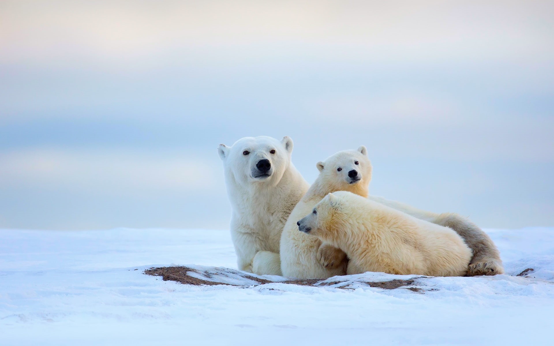 Cold, Bears, Snow, Winter, 1080P, Polar, HD Wallpaper