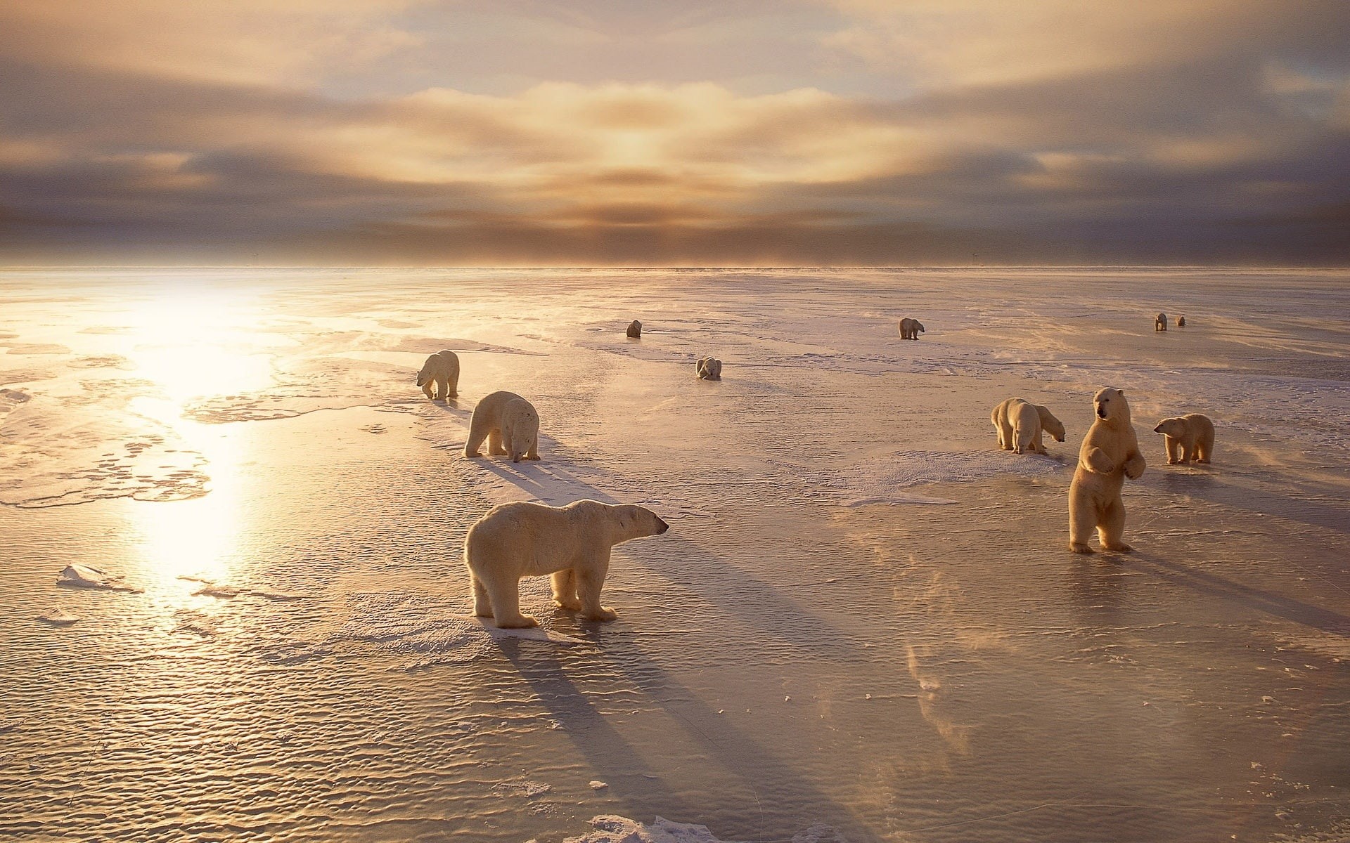 Sunset, 1080P, Snow, Cold, Polar, Bears, Winter, HD Wallpaper