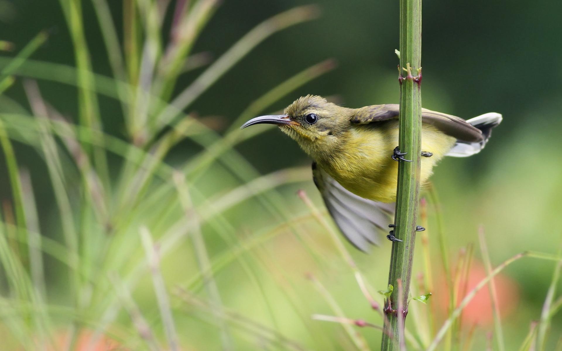 animals, stalk, 1080P, bird, colorful, cute, little, birds, HD Wallpaper