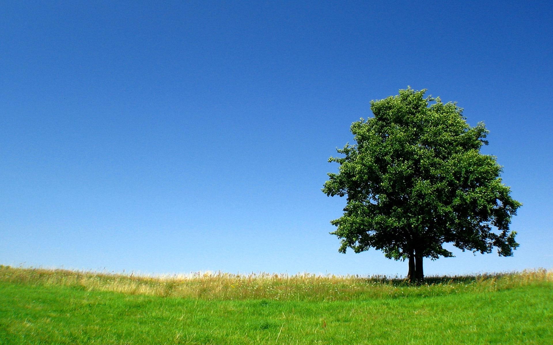 tree, green, alone, grass, field, 3d and abstract, nature, 1080P, HD Wallpaper