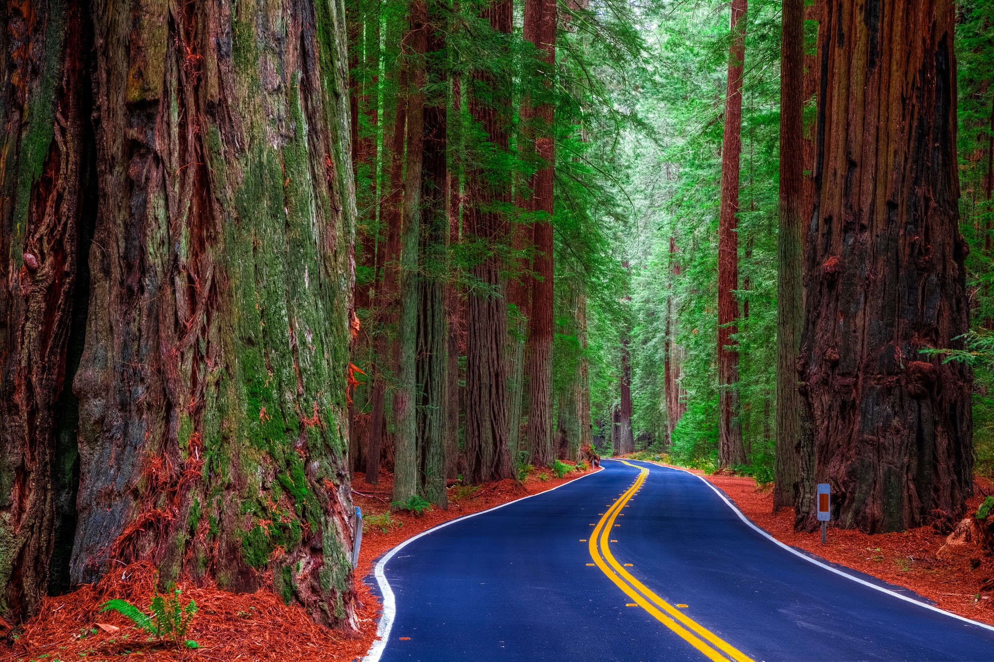 trunk, United States, road marking, blue, woodland, California, 1080P, trees, outdoors, transportation, tree, tranquility, beauty in nature, long, Redwood State Park, HD Wallpaper