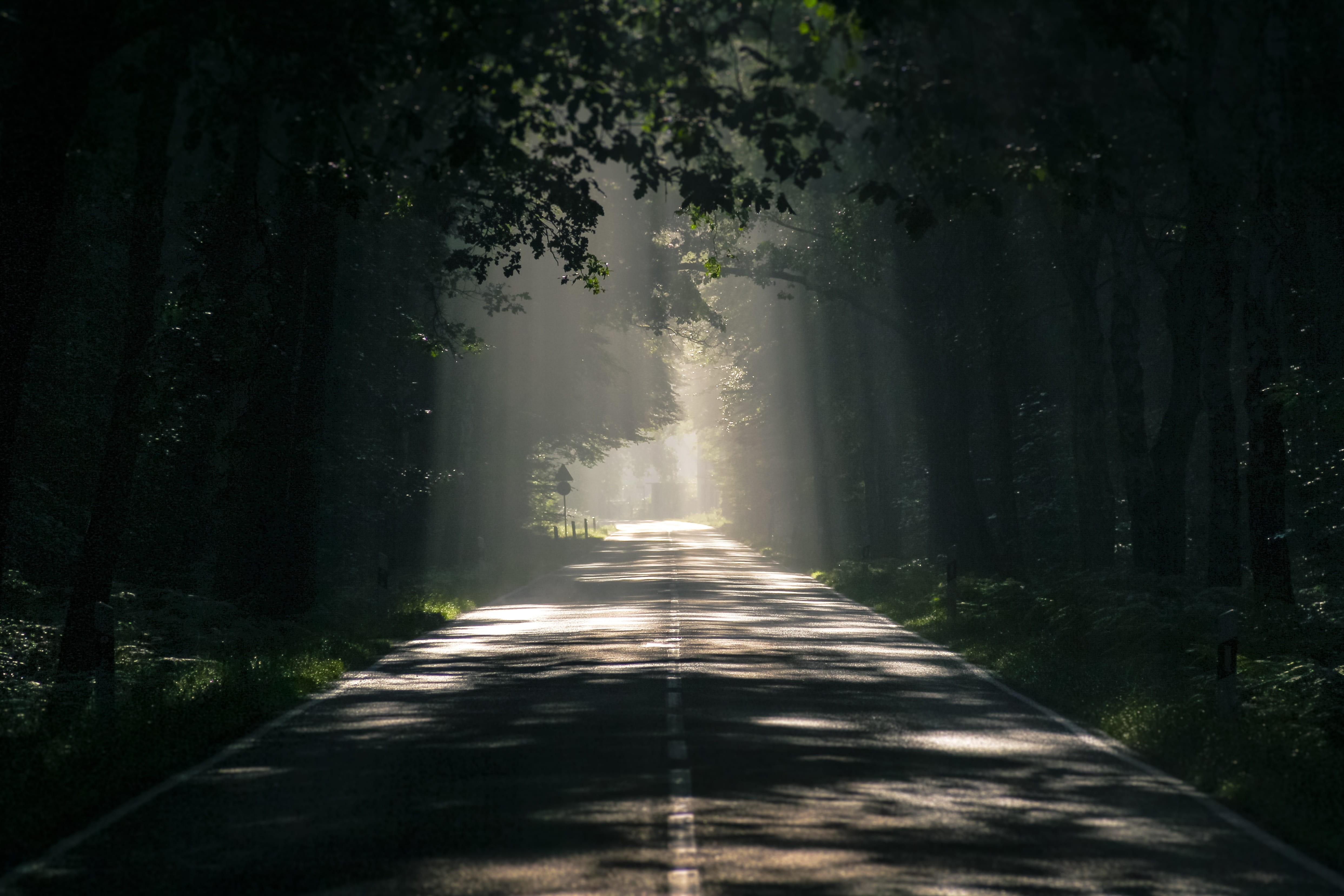 fog, tranquil scene, mist, gray, forest, sunlight, nature, asphalt, growth, surrounded, tranquility, sunrays, the way forward, landscape, path, long, dawn, HD Wallpaper