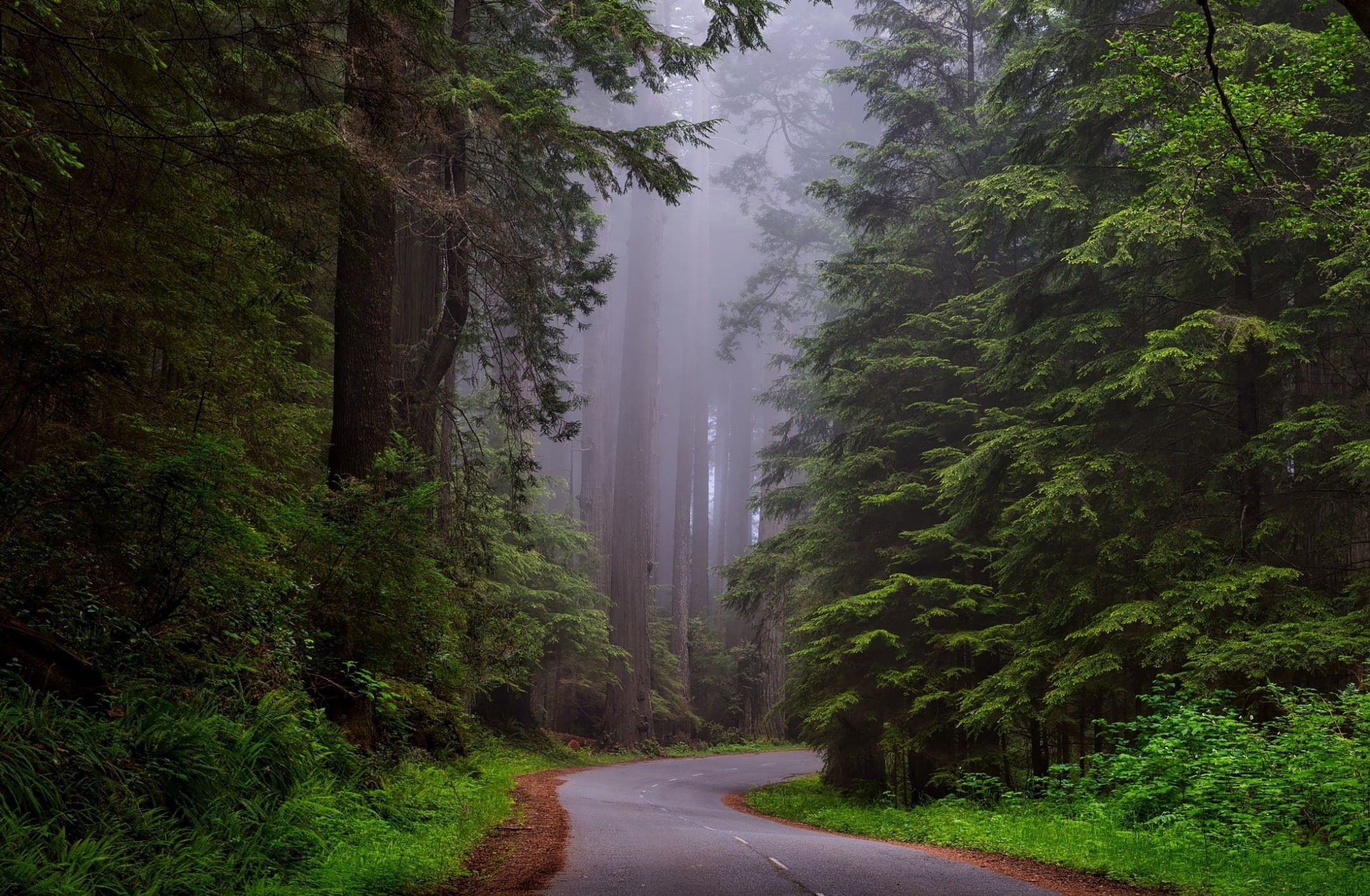 land, Vacation, tranquility, National, Holiday, tranquil scene, green color, tree, no people, Destination, growth, Travel, Nature, outdoors, diminishing perspective, HD Wallpaper