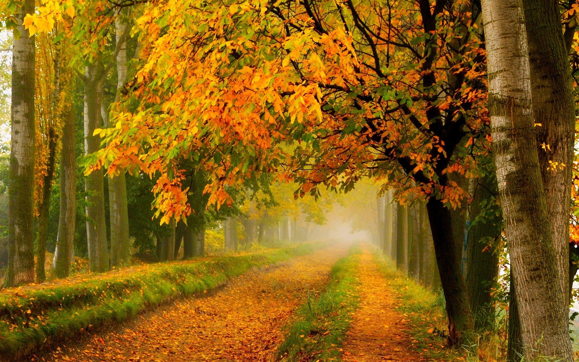 Yellow, Autumn, Road, Leaves, Trees, Park, Nature, 1080P, Forest, HD Wallpaper