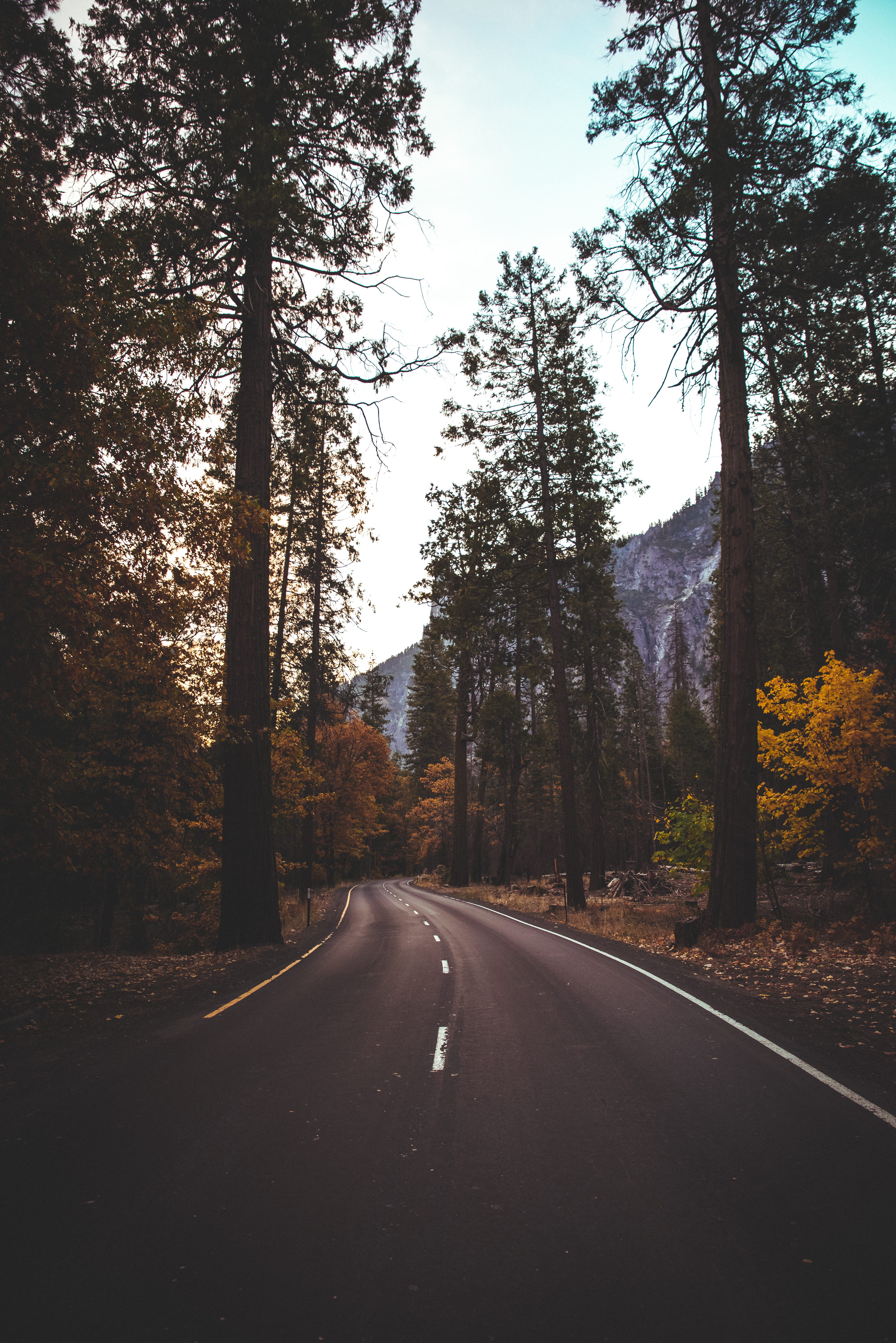 mountain, yosemite valley, fir, the way forward, asphalt, forest, day, land, growth, non-urban scene, path, winter, trunk, tranquility, beauty in nature, Phone HD Wallpaper