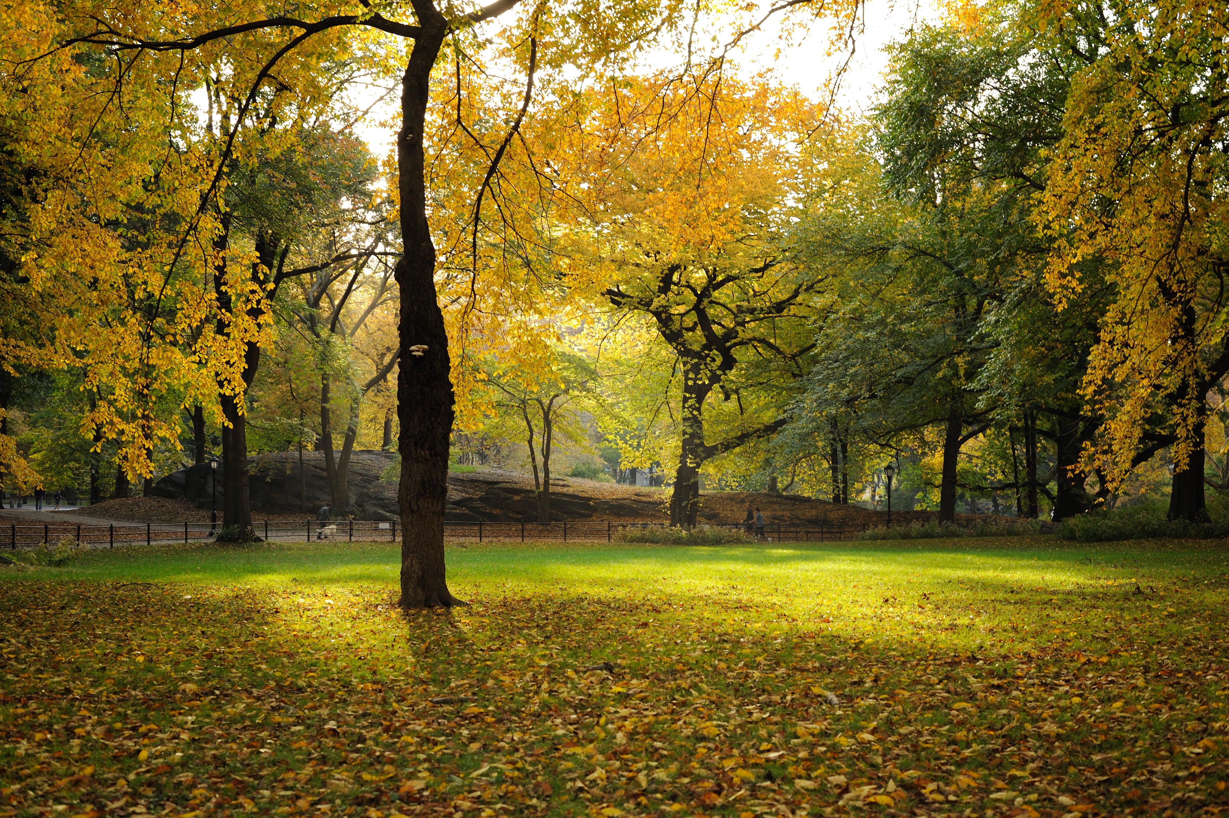 autumn, zf, sunlight, zeiss, outdoors, grass, nikon, nature, nik, forest, park - Man Made Space, photo, 4K, manhattan, central park, october, new york city, HD Wallpaper