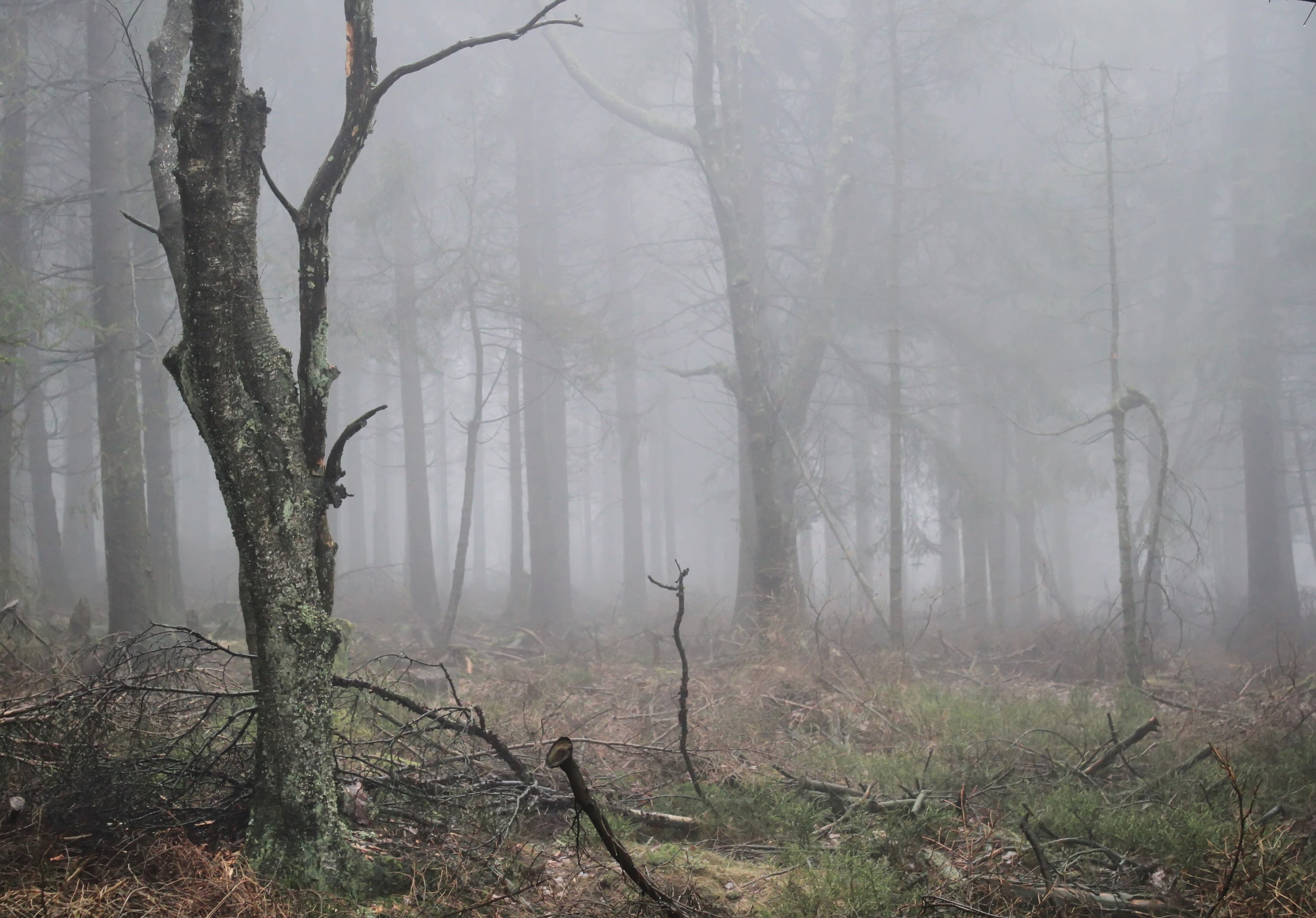 autumn, tree trunk, mist, outdoors, mystery, hazy, autumn light, tree, remote, spooky, gloomy, tranquility, land, woodland, trees, mood, covered, morning, HD Wallpaper