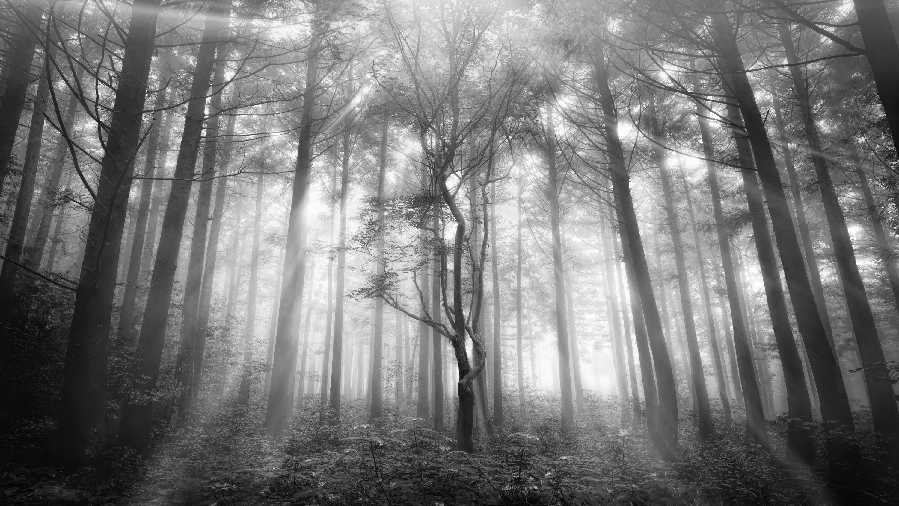 woodland, branch, mystery, land, autumn, beauty, mist, landscape, sunbeam, gray, season, TS, outdoors, light - Natural Phenomenon, traveller, mystic, morning, HD Wallpaper