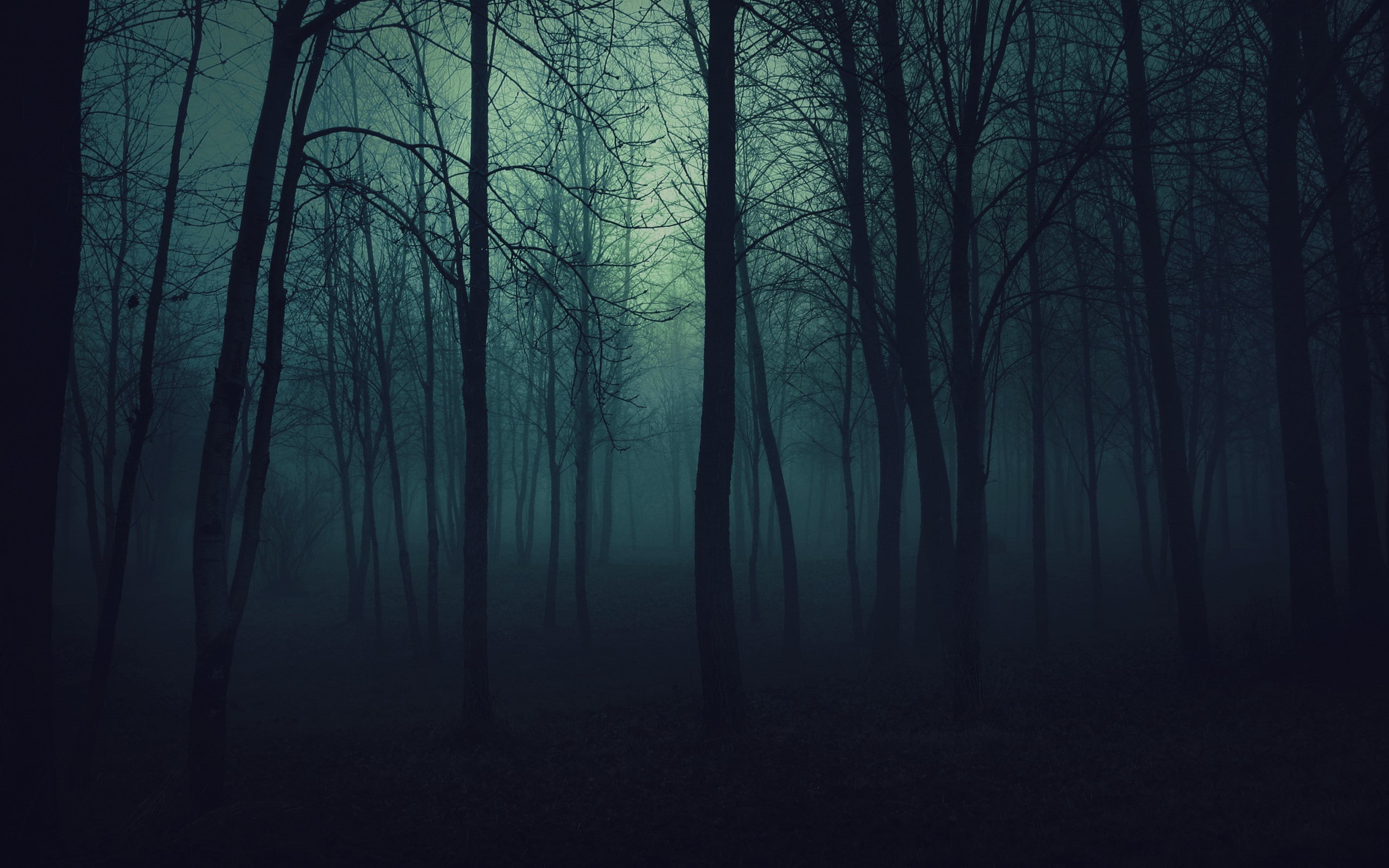 hd, mist, bare, forest, nature, dark, trees, 2K, fog, HD Wallpaper
