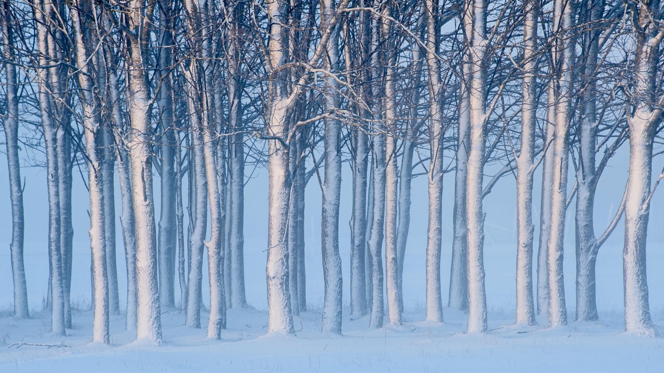 scenics - nature, land, 2K, trunks, no people, tree, woodland, trees, pine tree, outdoors, branch, pine woodland, tranquility, snowing, mist, forest, nature, HD Wallpaper