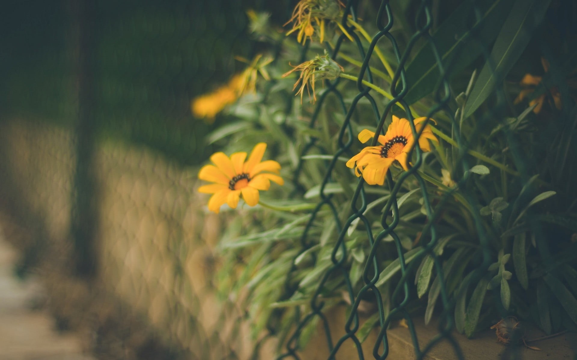 1080P, fragility, wall, green color, depth of field, outdoors, nature, flower, bokeh, yellow, petaled, no people, growth, close-up, flowers, freshness, HD Wallpaper