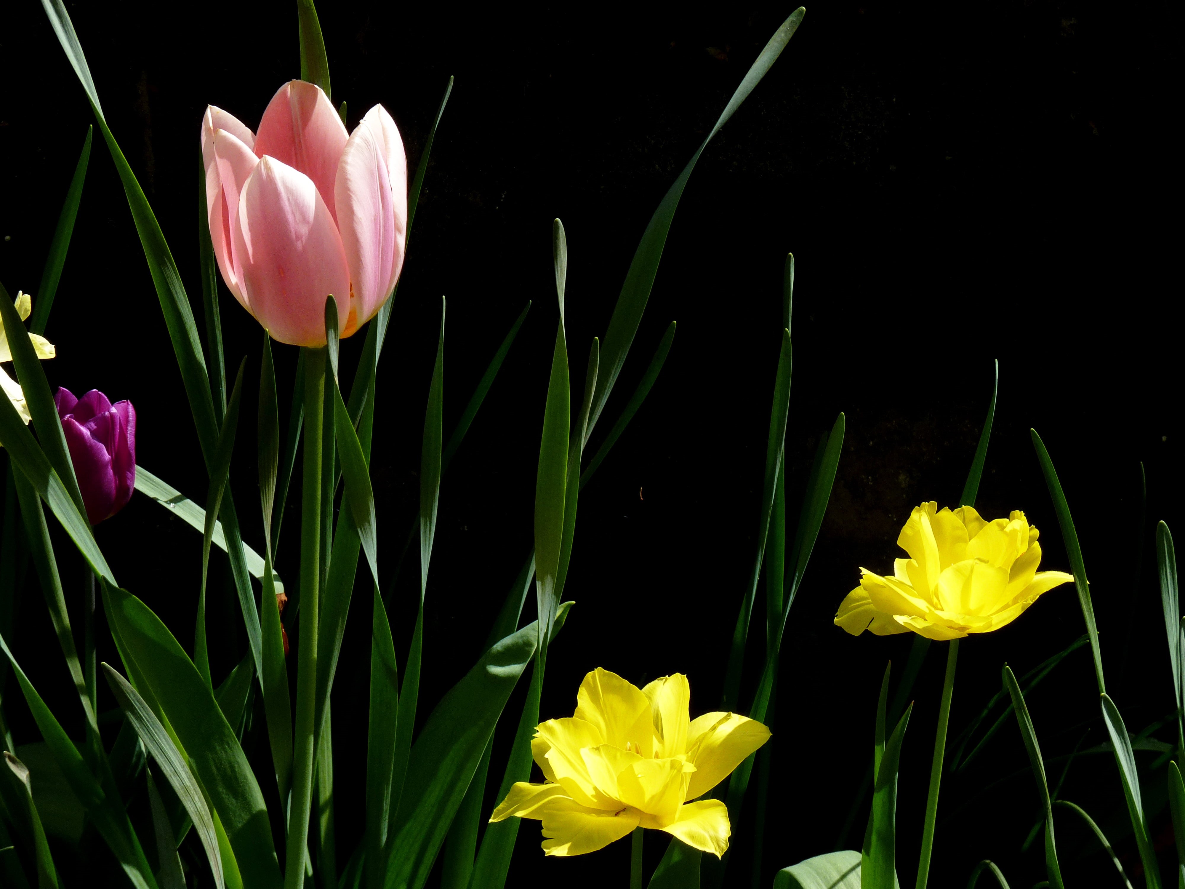 flowers, season, petaled, tulip, plant, springtime, nature, 4K, yellow, flower, pink, photography, HD Wallpaper