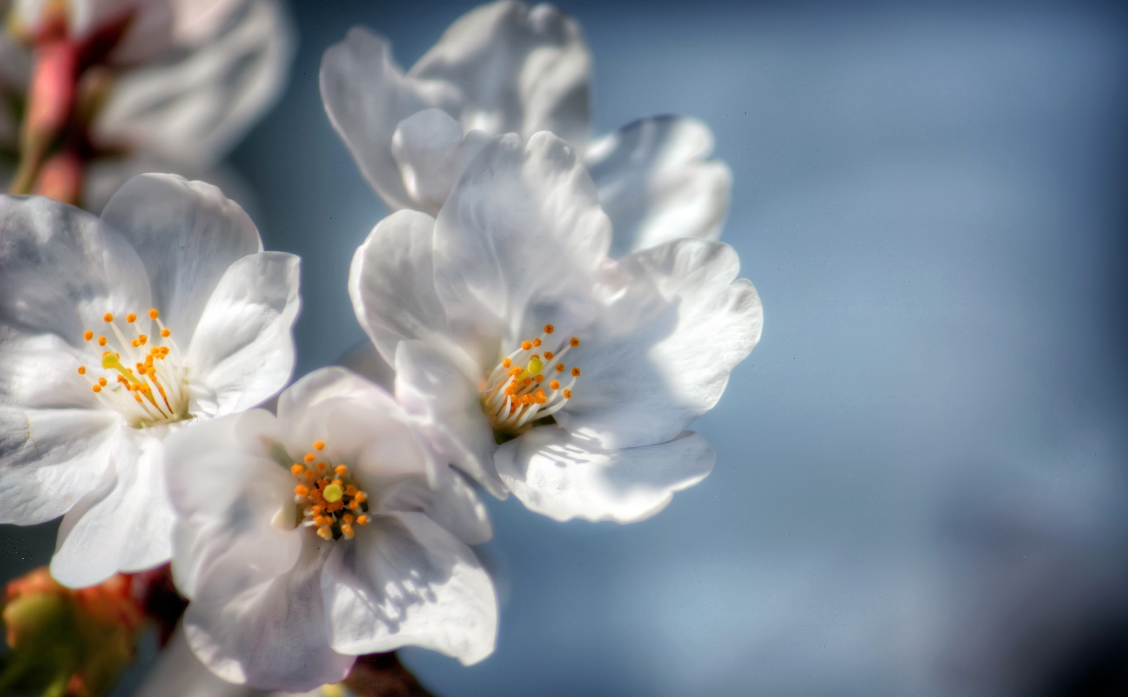vulnerability, Mikawa, growth, Aero, objects, flowering plant, cherry tree, close-up, Pink, Japan, freshness, Flowers, Macro, Photography, orchids, sakura, HD Wallpaper