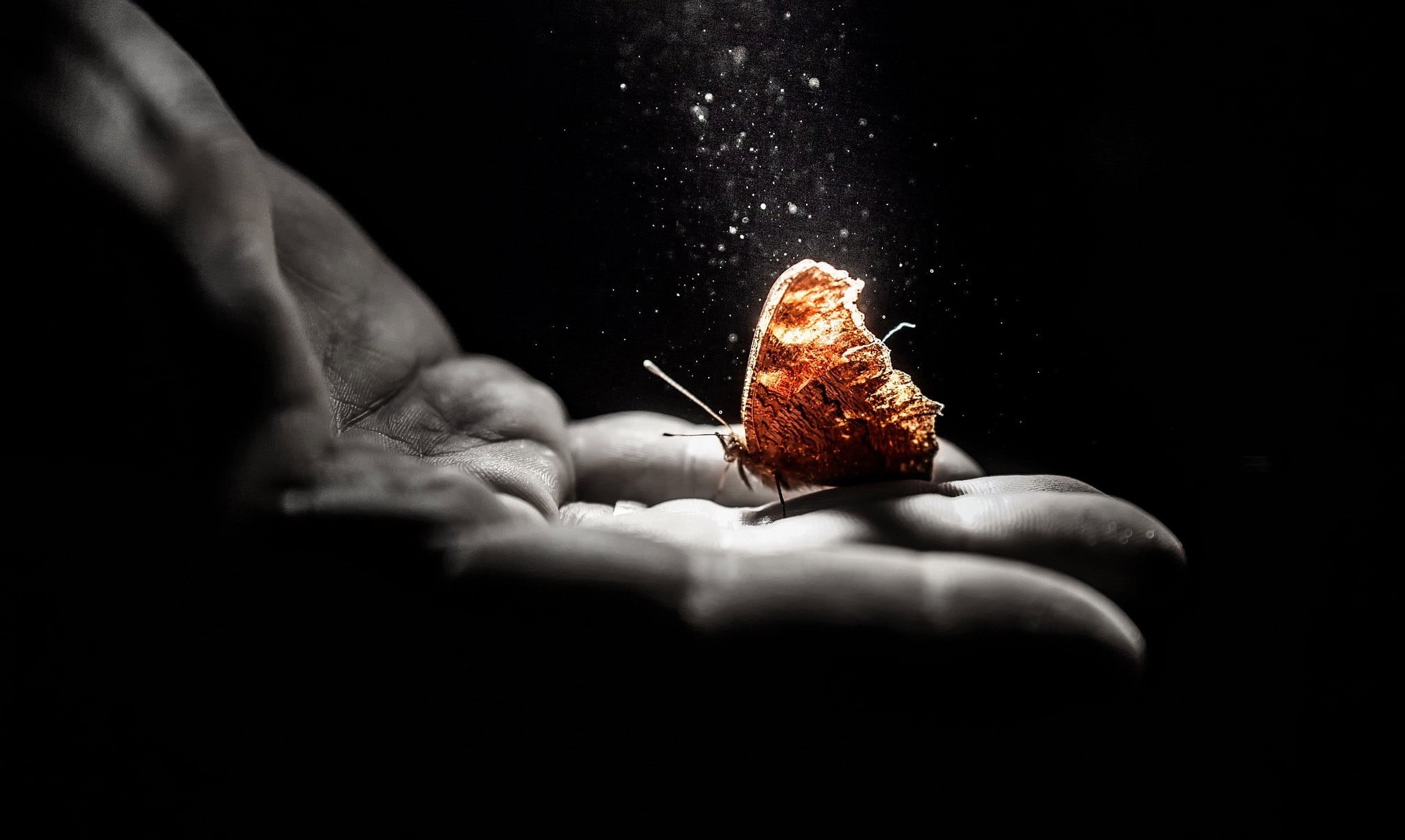 food, human body part, butterfly, unrecognizable person, activity, selective focus, 1080P, indoors, hand, body part, holding, studio shot, hands, simple background, HD Wallpaper