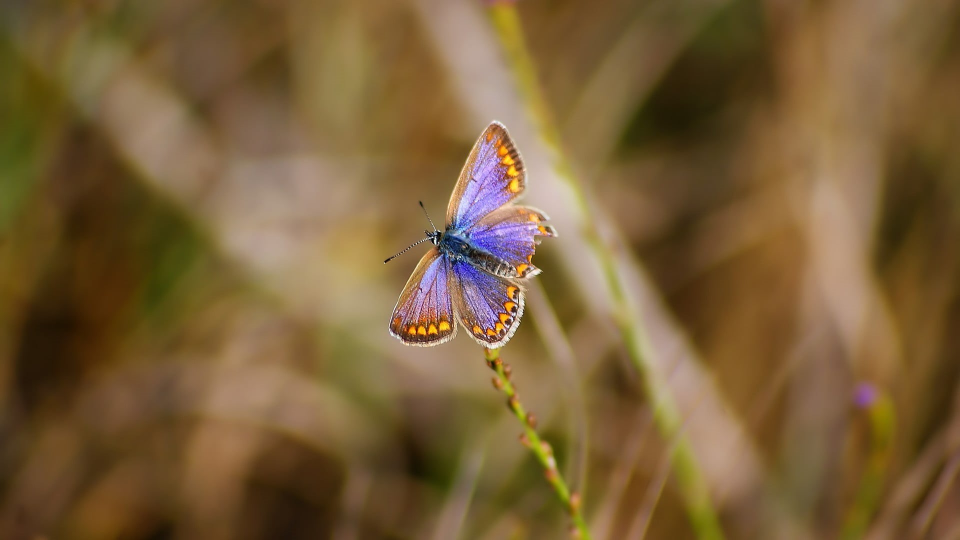 animal themes, day, animal, nature, animals in the wild, colorful, beauty in nature, close-up, wildlife, flowering plant, animals, animal wildlife, insect, HD Wallpaper