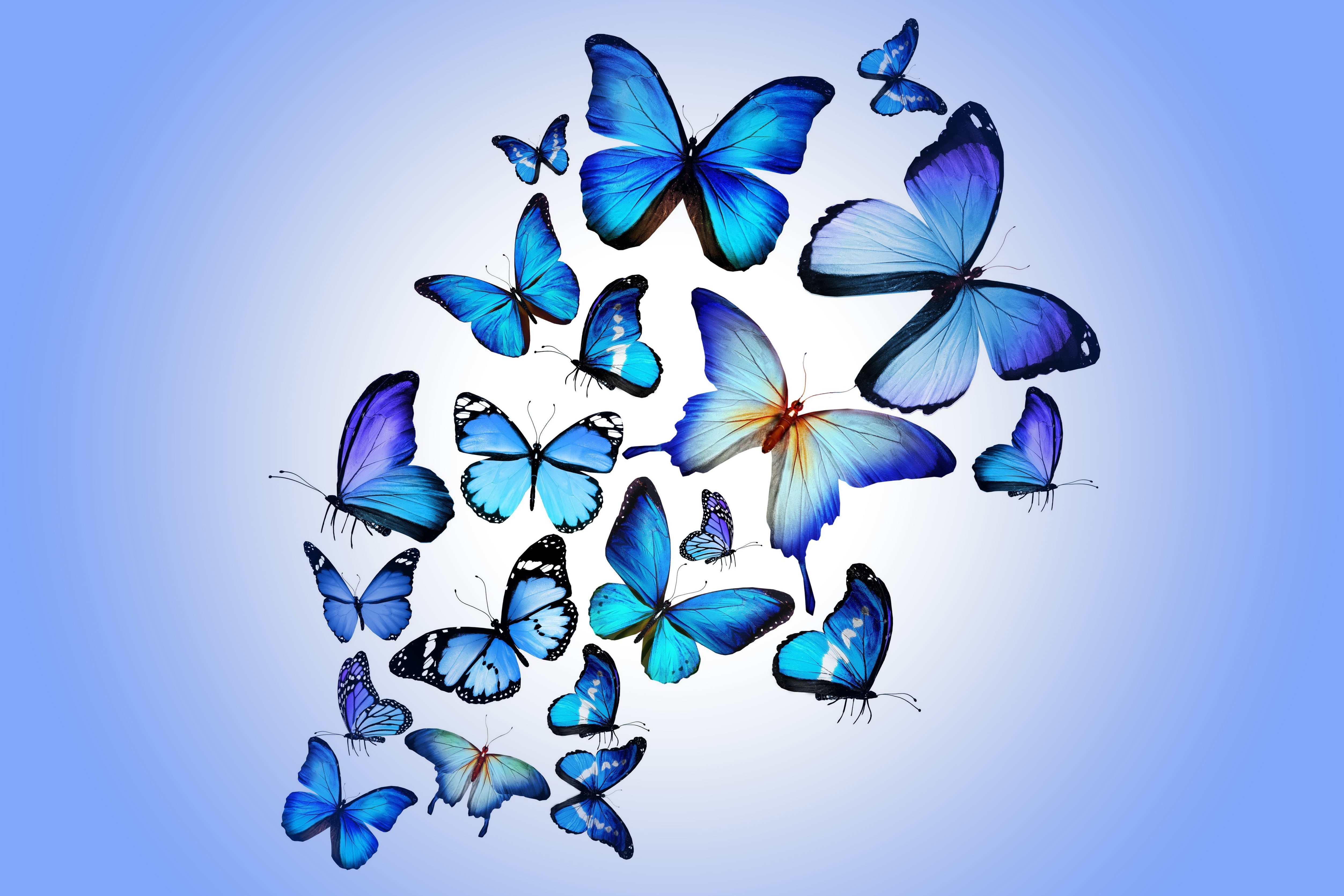 plant, butterflies, inflorescence, colorful, sky, no people, nature, isolated, clear sky, multi Colored, animal Wing, beautiful, close-up, studio shot, HD Wallpaper