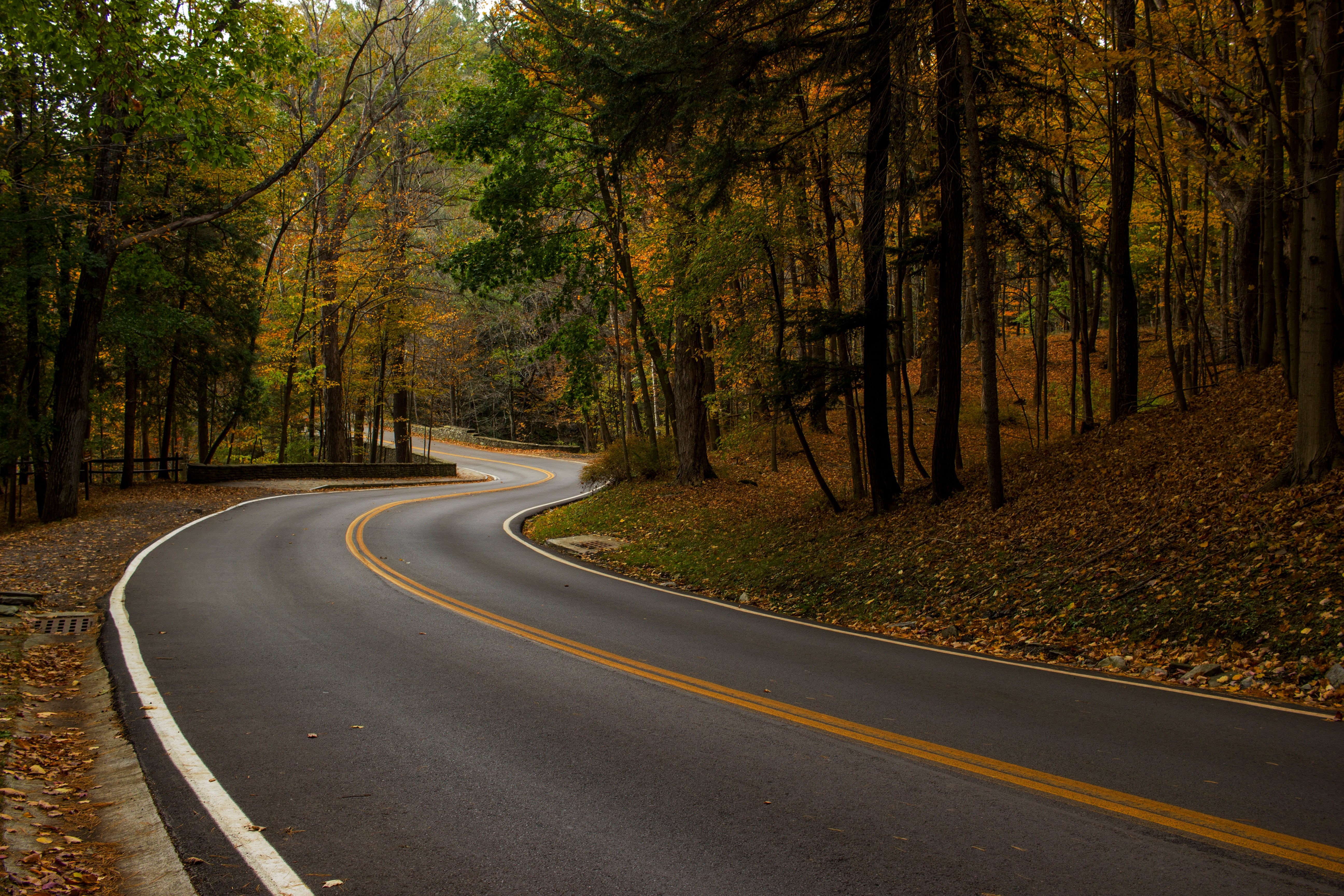 curve, daytime, symbol, concrete, day, marking, nature, autumn, woodland, scenics, fall, forest, grass, land, sign, outdoors, plants, dividing line, path, HD Wallpaper
