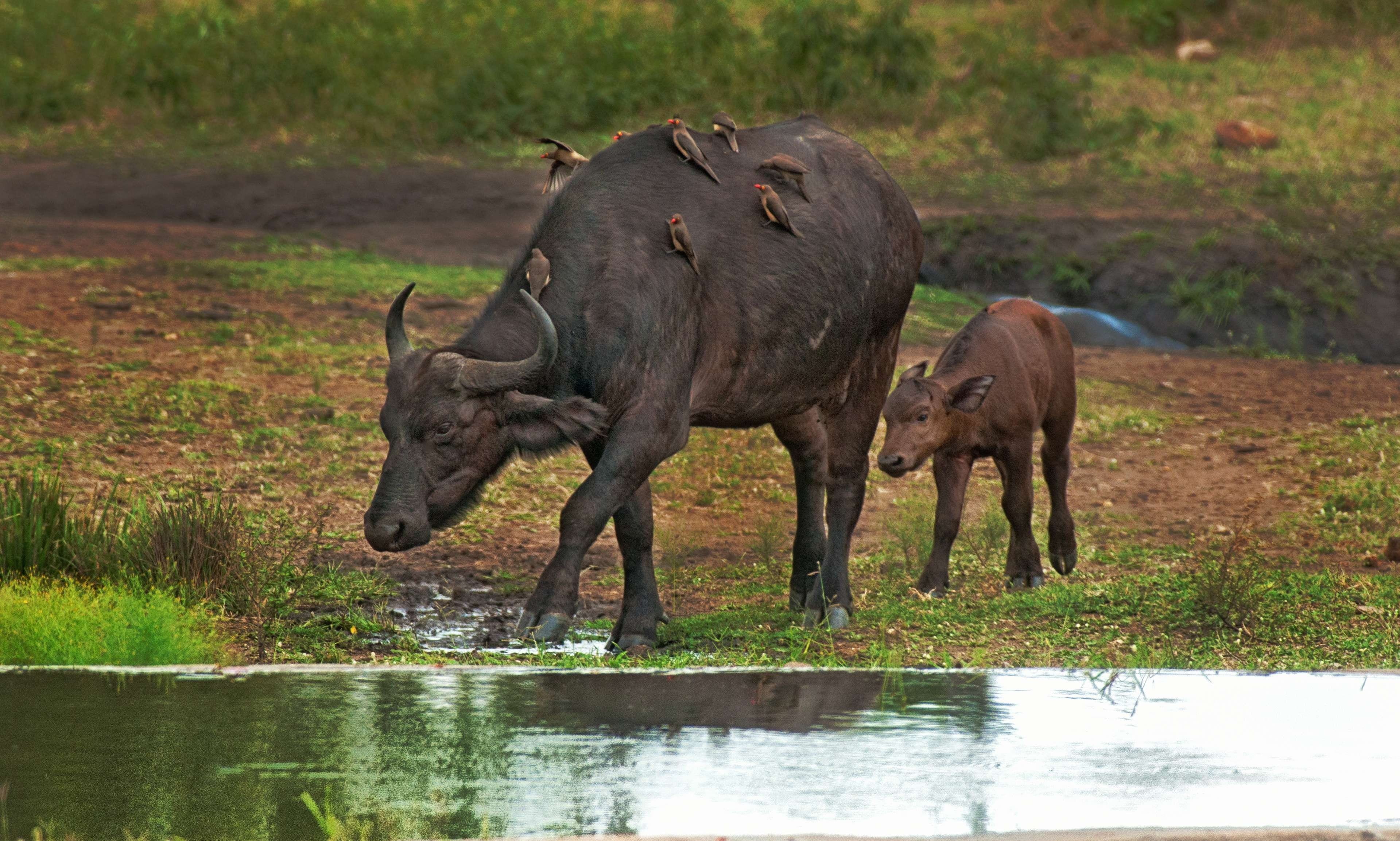 mammal, black, bovine, no people, calf, cape, vertebrate, nature, two animals, cape buffalo, water, drink, domestic animals, plant, animals in the wild, HD Wallpaper