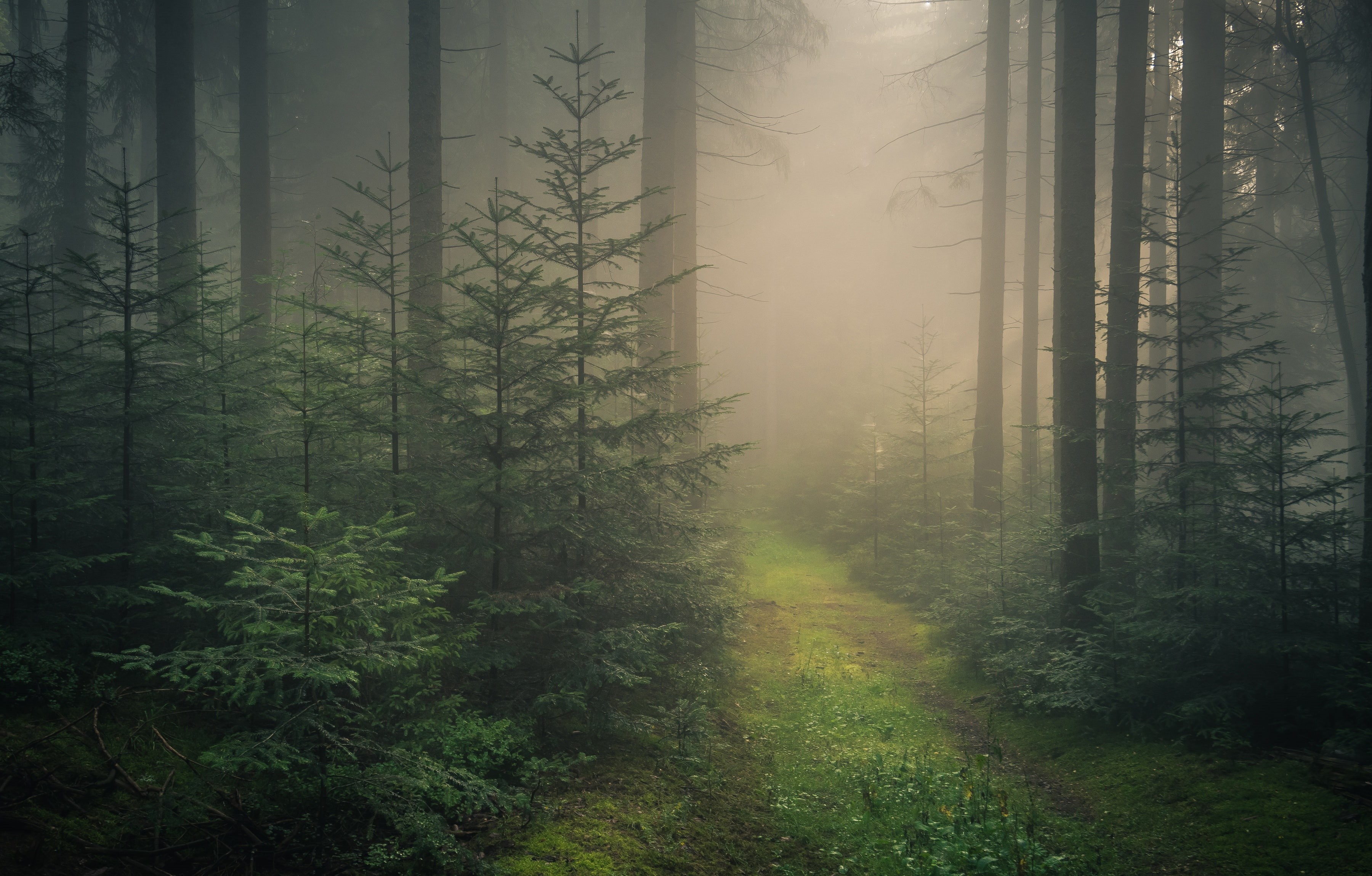 fog, green Color, environment, plant, no People, fairy Tale, woodland, Baden-Wurttemberg, fantasy, beauty In Nature, coniferous tree, trees, scenics - nature, HD Wallpaper