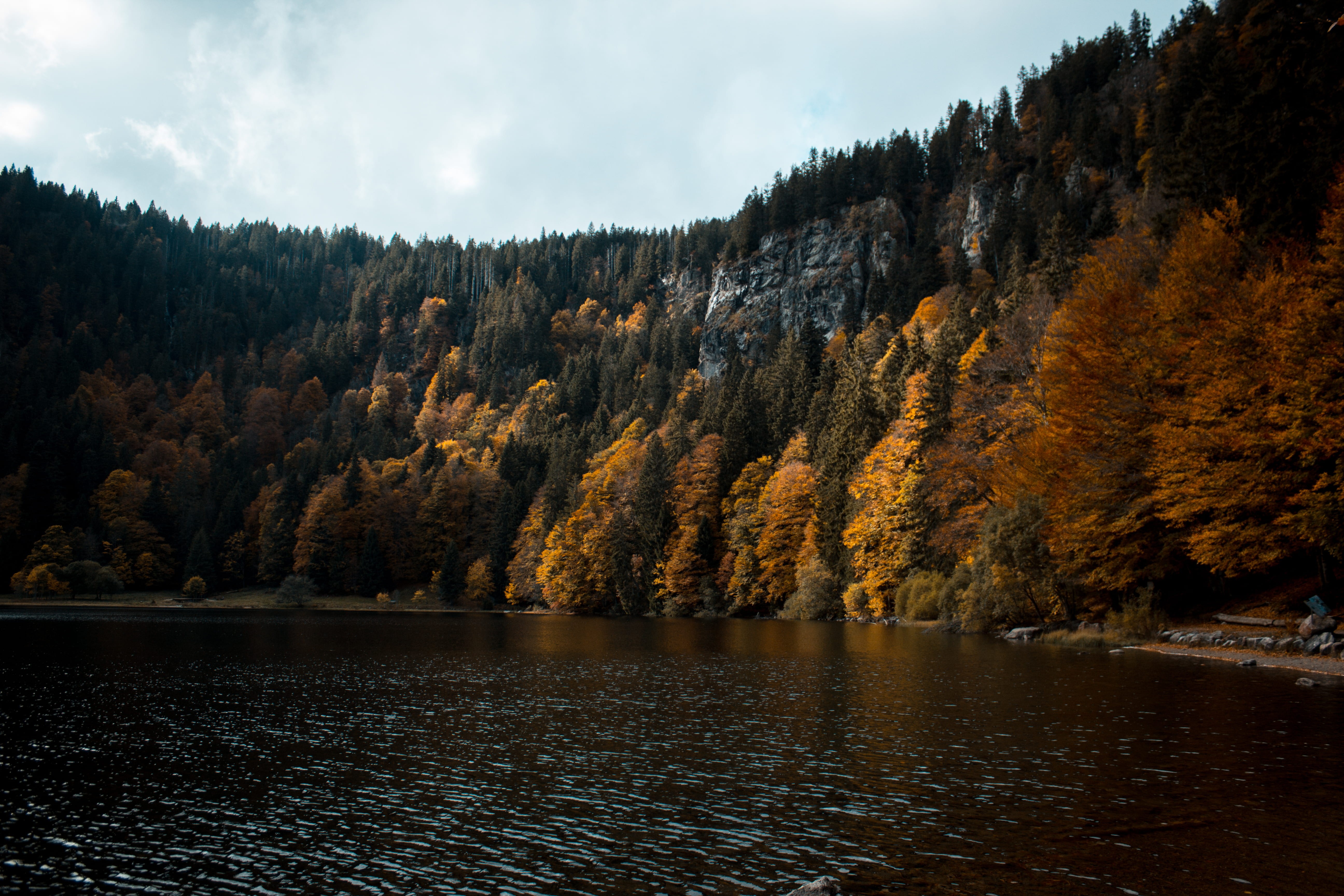 coniferous tree, outdoors, wanderlust, exploring, tranquil scene, tranquility, germany, leafed, landscapephotography, lake, forest, autumn collection, no people, HD Wallpaper