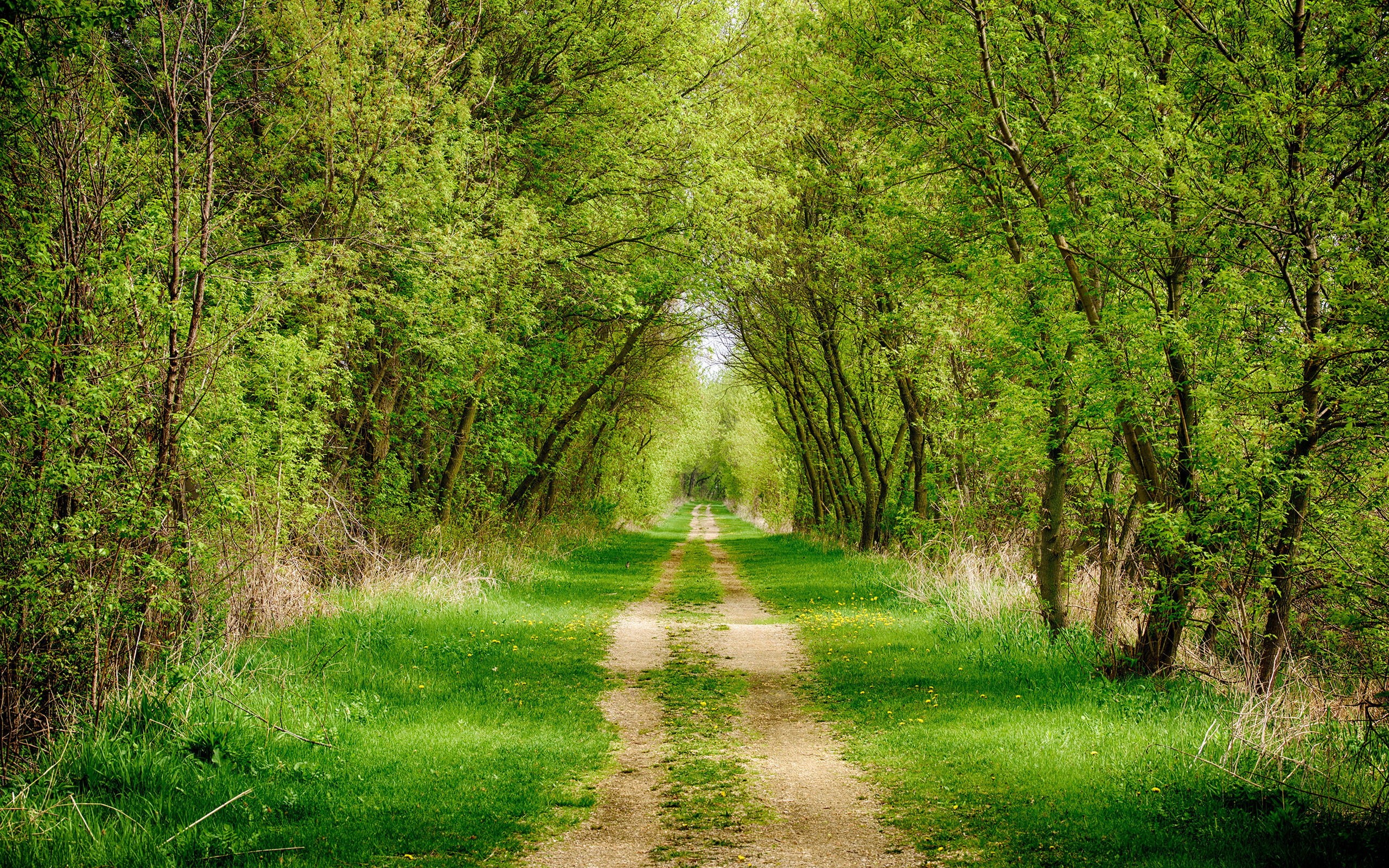diminishing perspective, no people, environment, land, landscape, 2K, plant, the way forward, non-urban scene, tree canopy, woodland, nature, growth, tranquility, HD Wallpaper