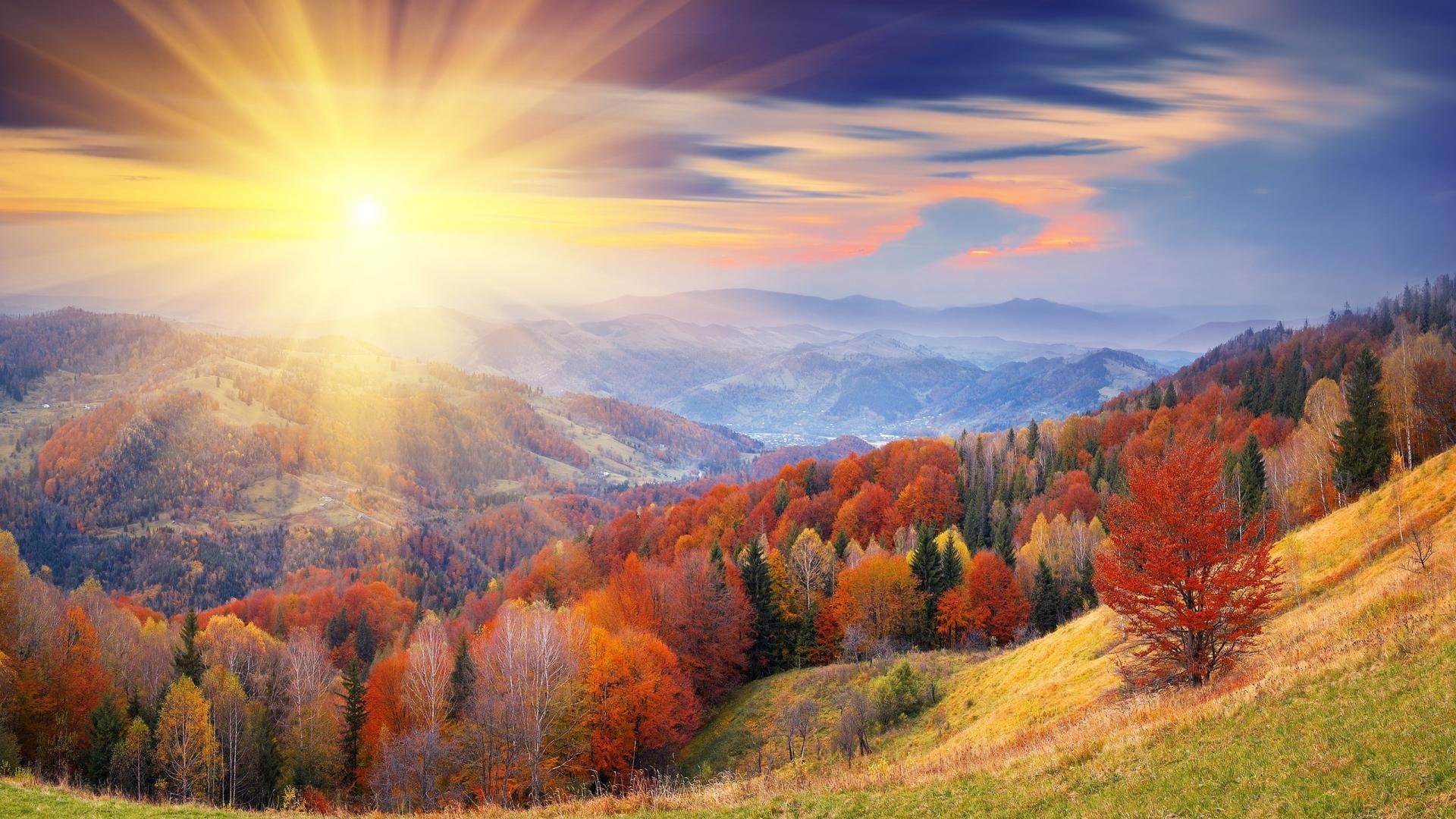 1080P, change, coniferous tree, autumn, orange color, cloud - sky, bright, plant, pine tree, sun, scenics - nature, outdoors, non-urban scene, idyllic, HD Wallpaper