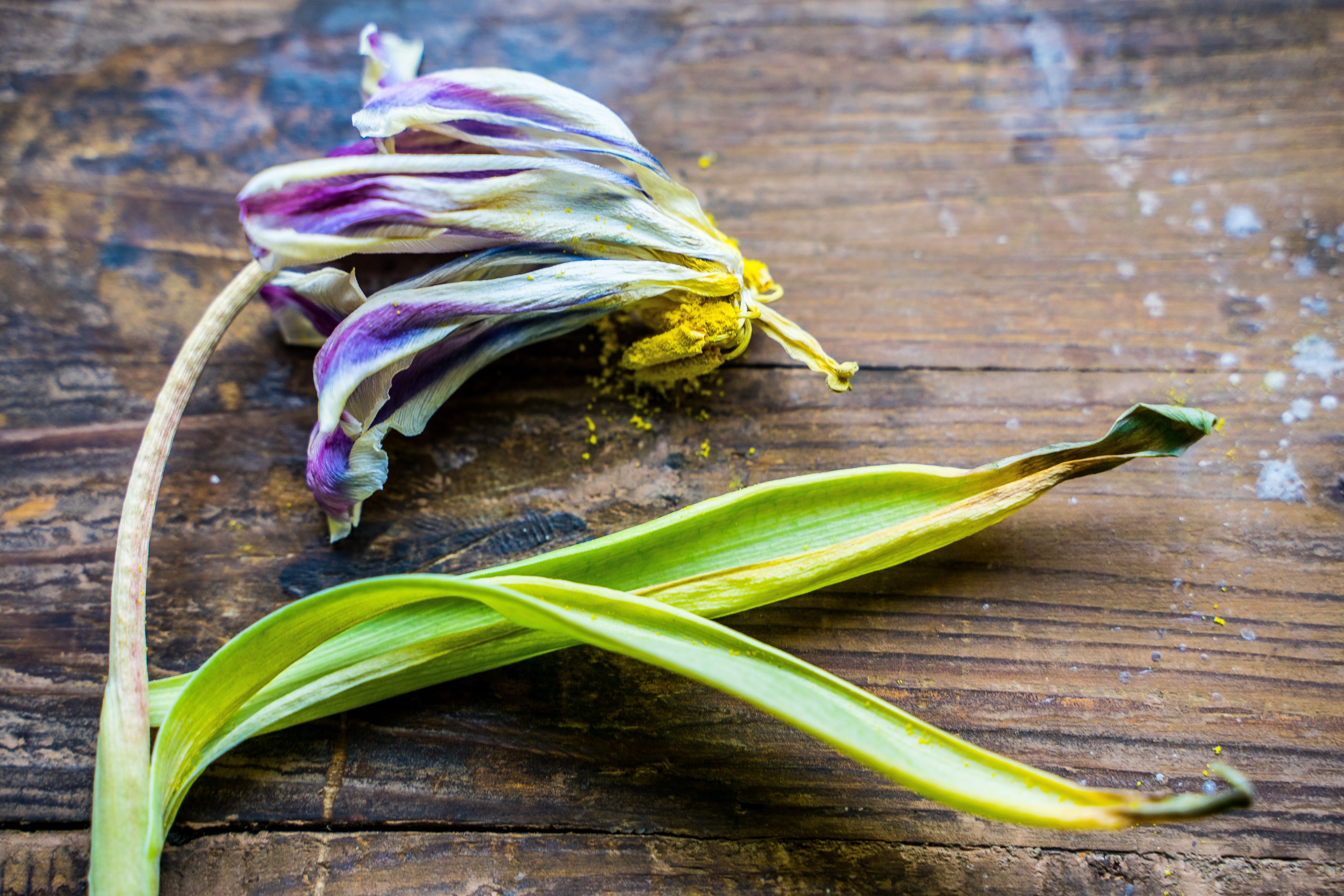 flowering plant, freshness, 5K, past, bloom, nature, exceeded, yellow, plant part, green, food and drink, spring, purple, green color, table, death, wood - material, HD Wallpaper