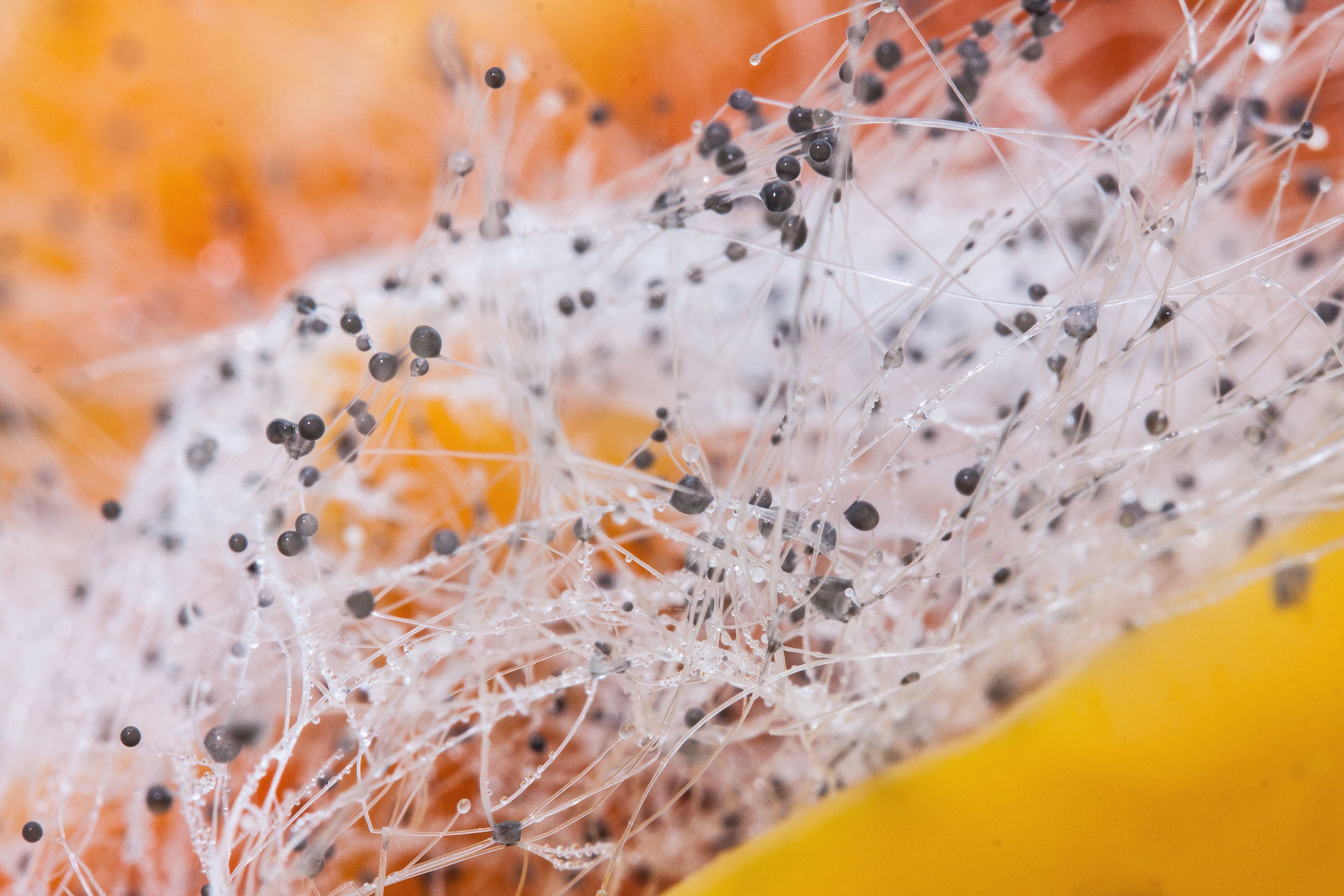corrupted, no people, day, 4K, yoke like structures, autumn, selective focus, invisible, leaf, extreme close-up, droplets, mixing, plant part, outdoors, HD Wallpaper