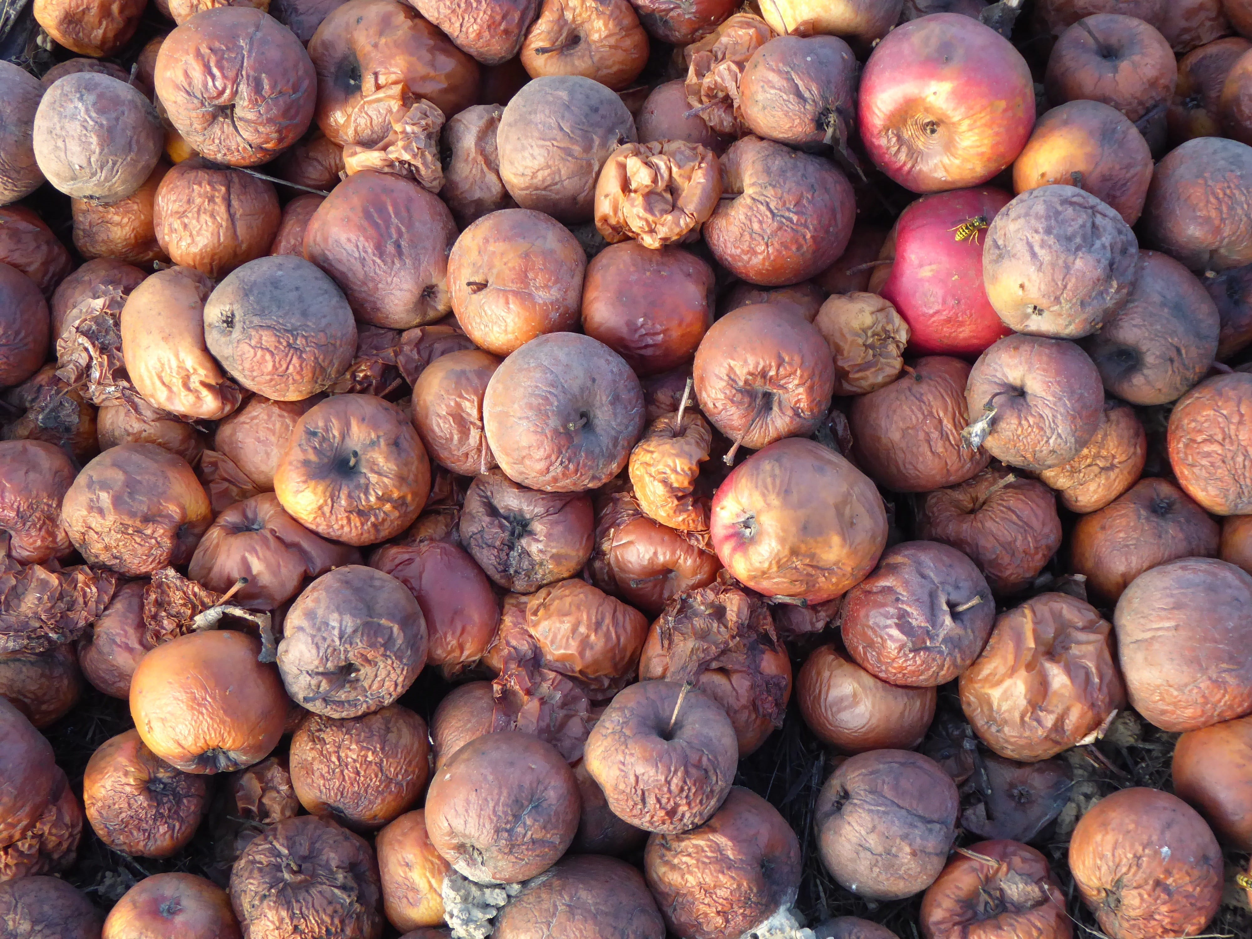 fäule rot, purple, fruit brandy, close-up, large group of objects, scattered fruit trees, rots, apple, apple tree, vitamins, cider apples, for sale, outdoors, HD Wallpaper