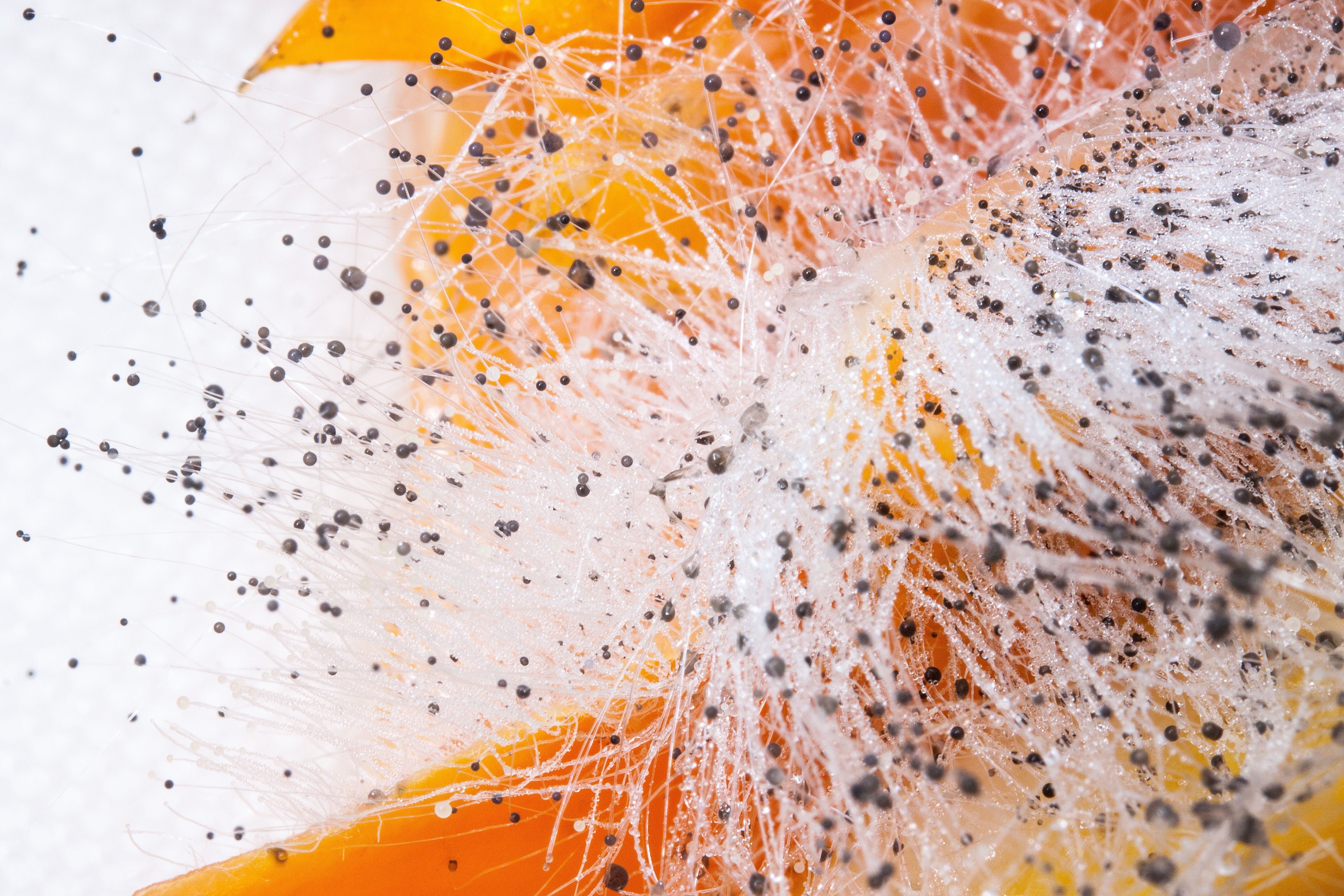 yoke like structures, close-up, studio shot, indoors, black, beauty in nature, yellow, Yoke, invisible, on paprika, abstract, corrupted, zygosporen, macro, HD Wallpaper