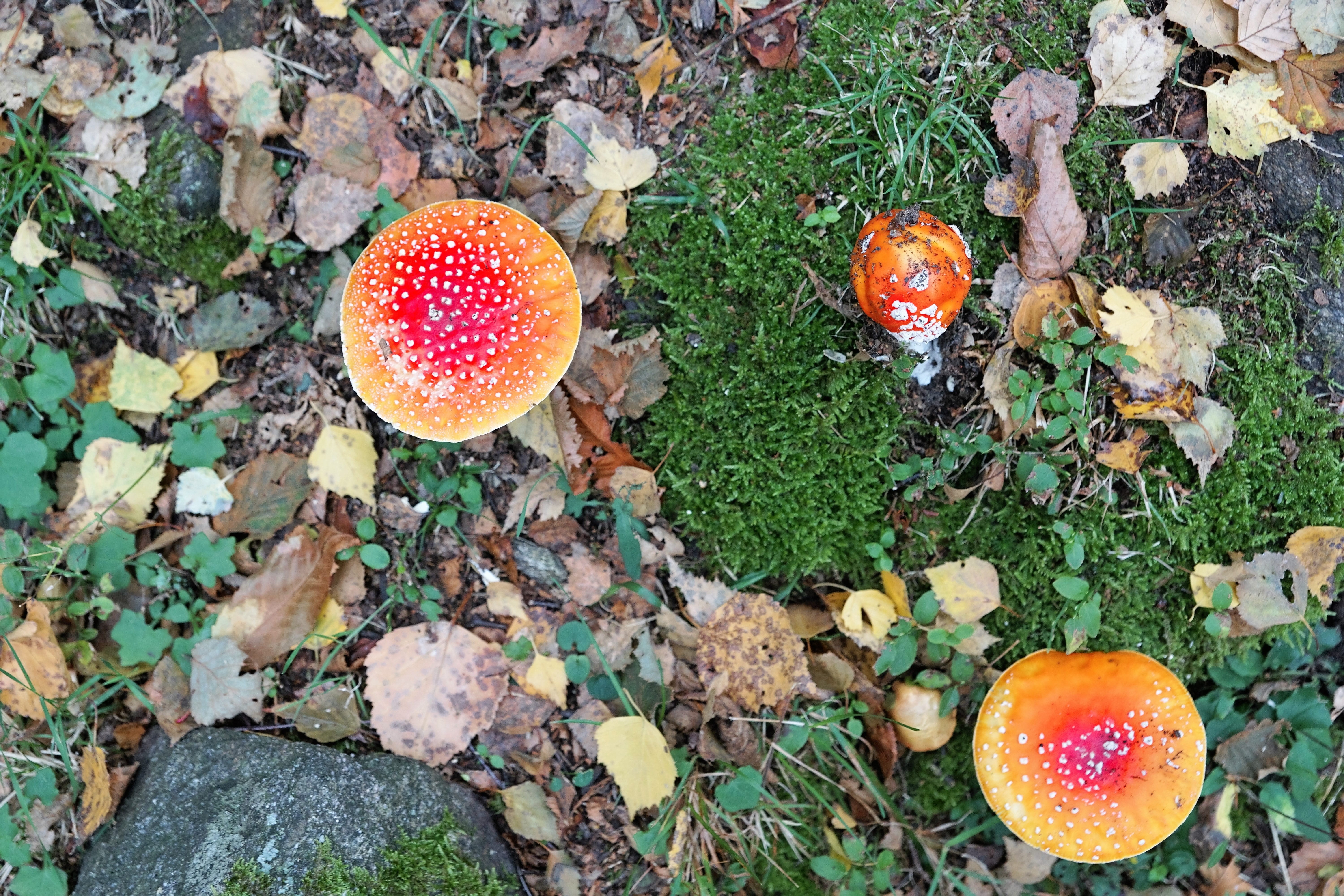 beautiful, food, red, close, land, grass, gift, collection, 5K, fly agaric, kitchen, plant, no people, moss fliegenpilz, fly agaric mushroom, beauty in nature, HD Wallpaper