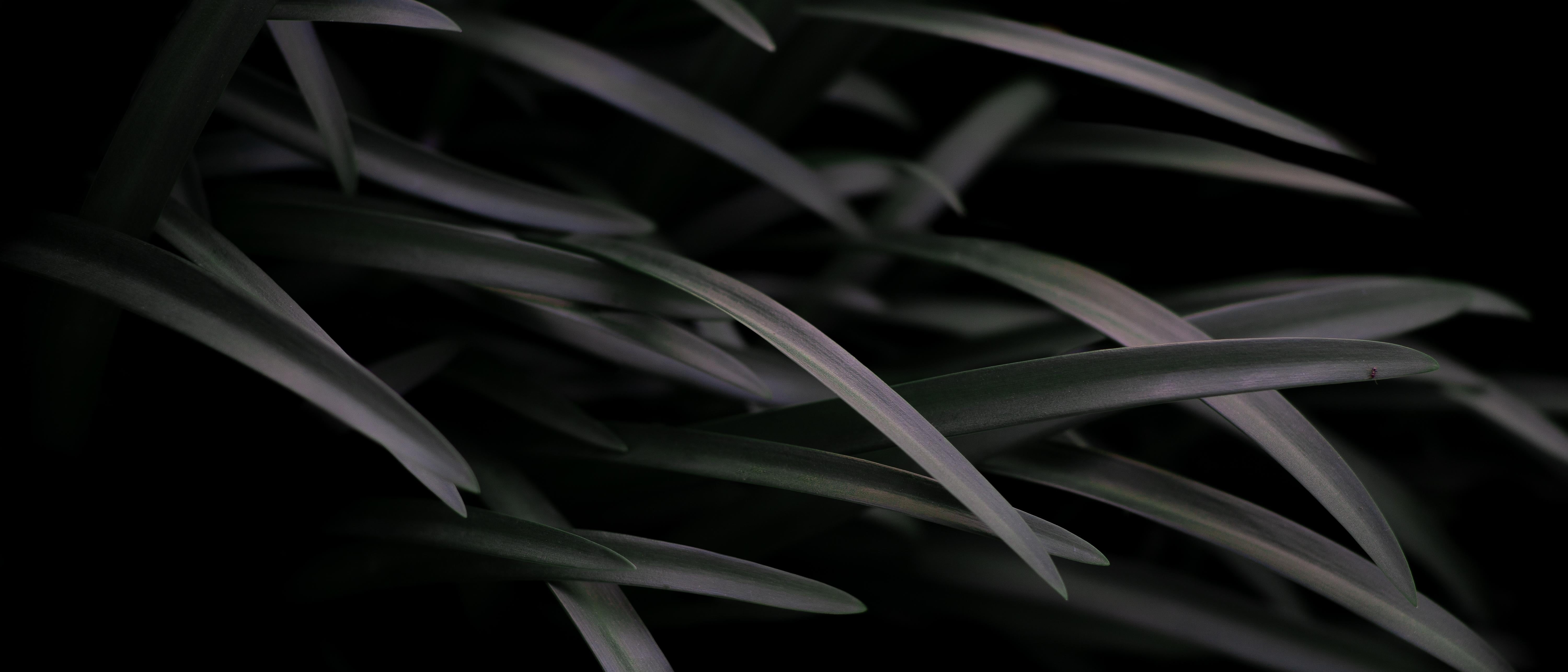 grass, 5K, ultra-wide, ultrawide, photography, plants, HD Wallpaper