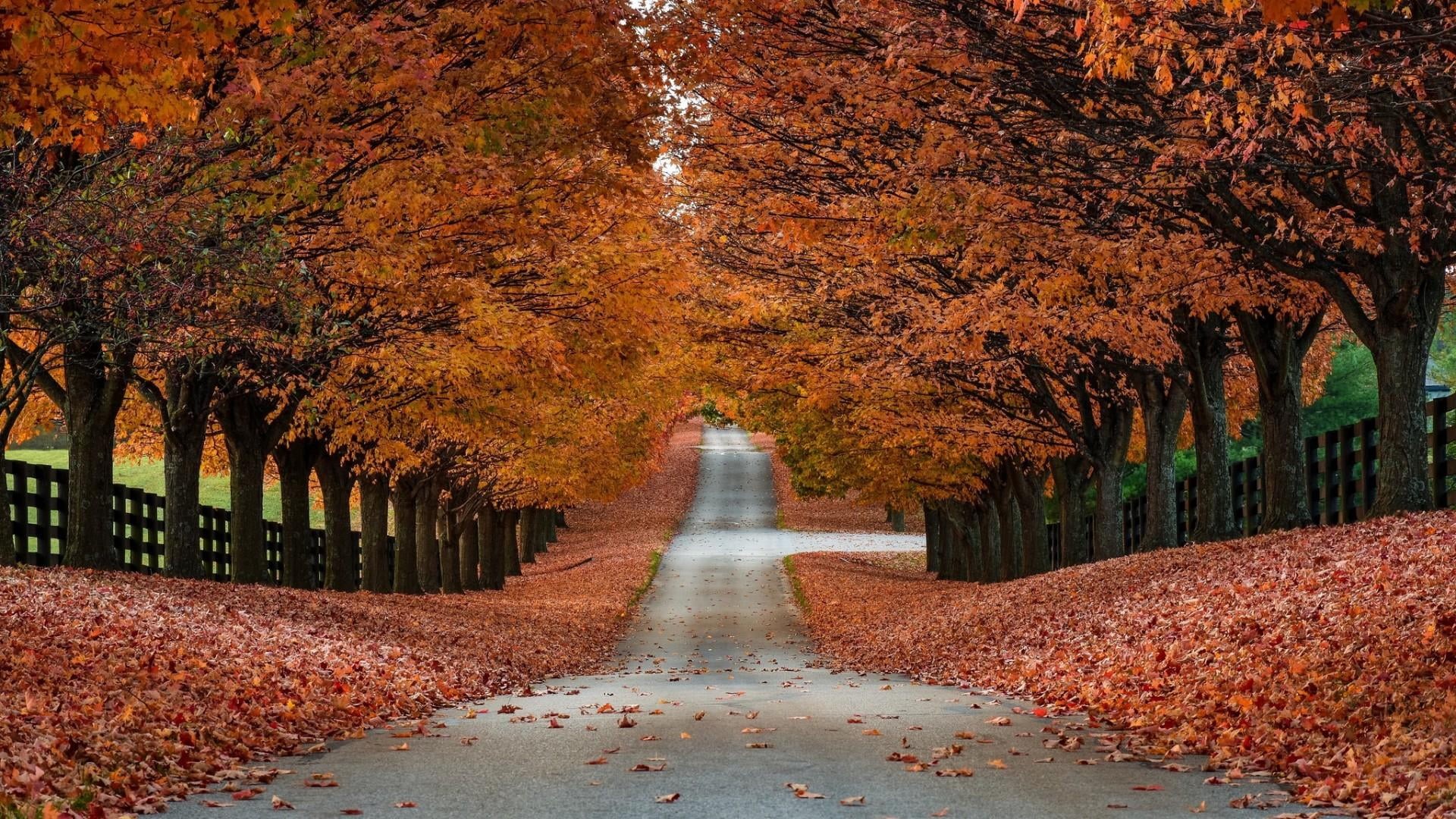 no people, 1080P, outdoors, nature, landscape, leaf, diminishing perspective, tranquility, footpath, treelined, transportation, orange color, tree alley, HD Wallpaper
