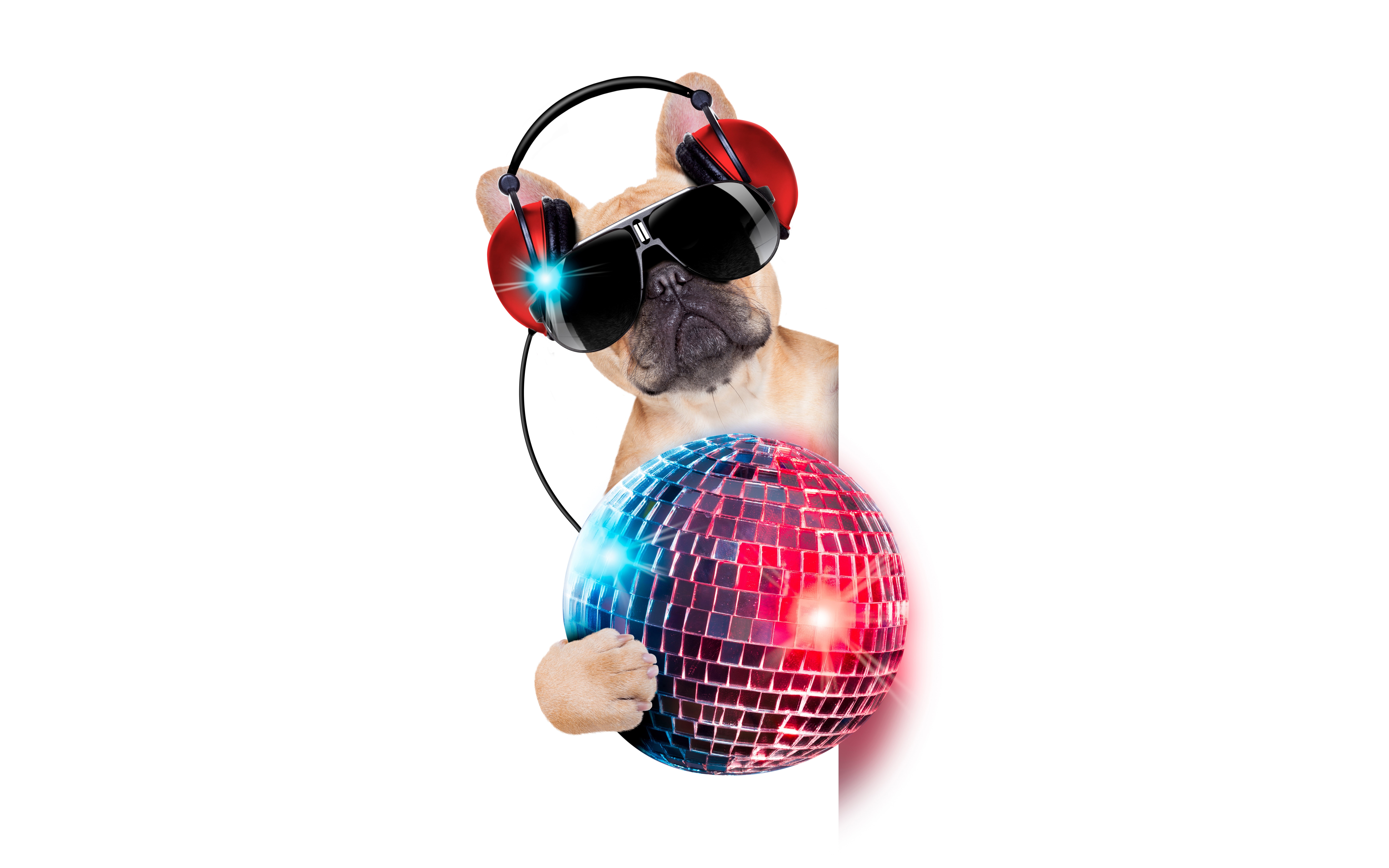 French bulldog, Peeps, paw, from the corner, white background, glasses, music, mood, headphones, face, 8K, DJ, mirror ball, humor, HD Wallpaper