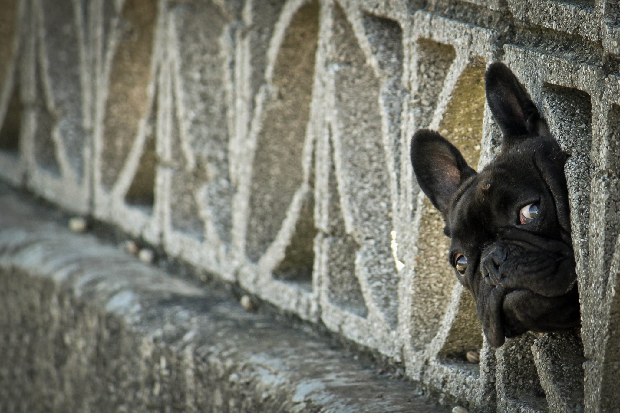 animal Ear, cute, black, bulldog, feline, pets, adult, day, mammal, whisker, fun, small, cat, pug, outdoors, puppy, purebred Dog, close-up, french, portrait, HD Wallpaper