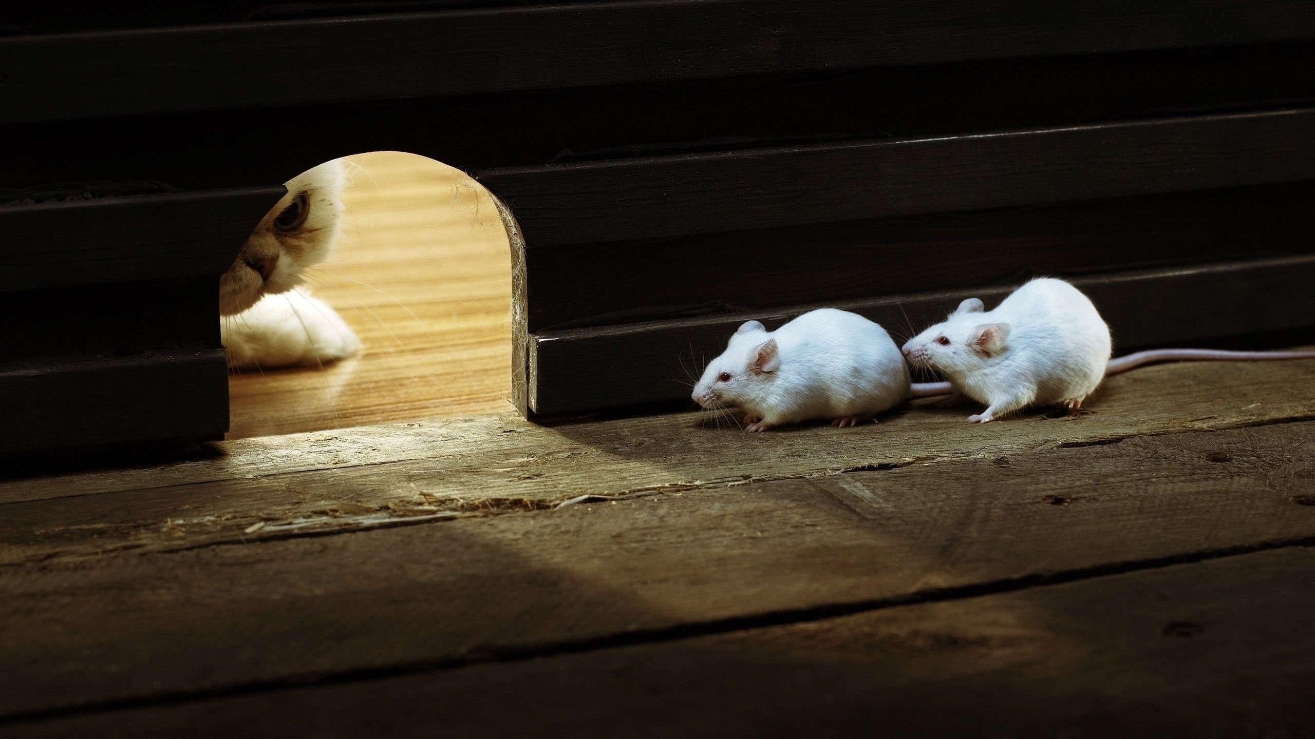 animal, vertebrate, white, mice, hole, white color, no people, peeping, cat, animal themes, small, group of animals, relaxation, young animal, domestic, HD Wallpaper